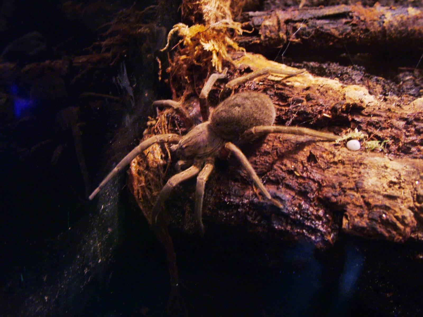 Giant Fishing Spider at The Deep, 29/09/12