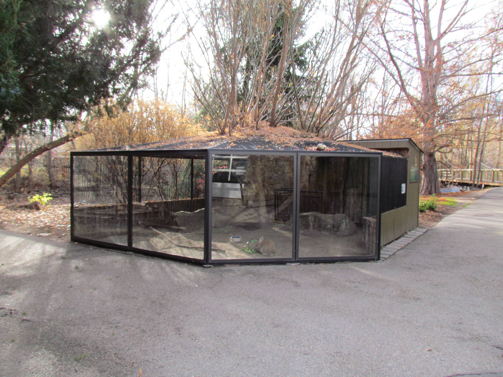 Giant Flemish Rabbit Exhibit