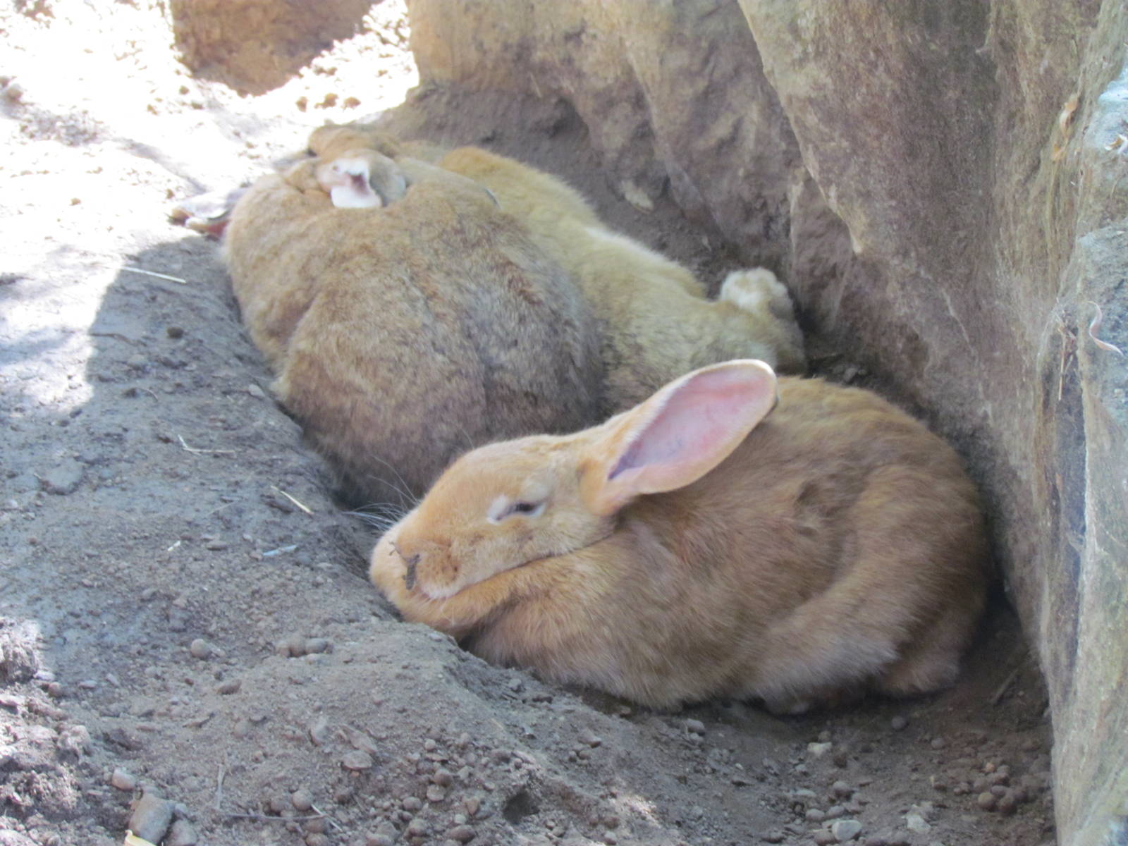 Giant Flemmish Rabbit