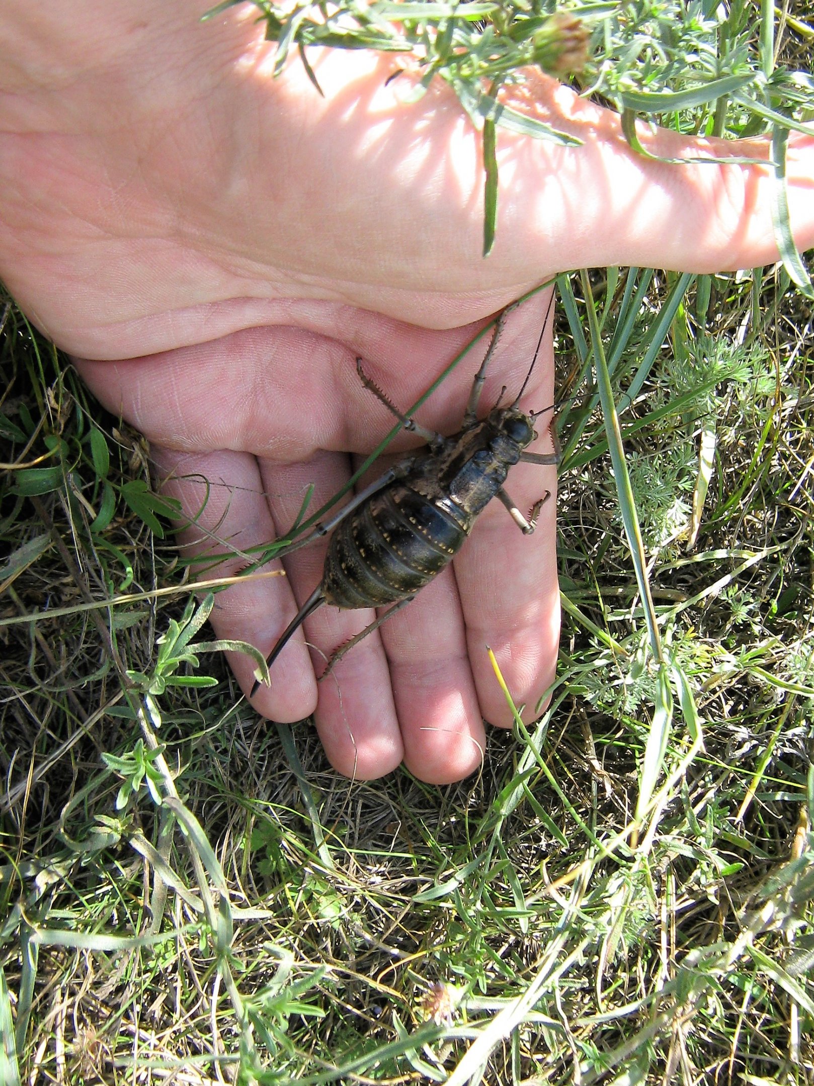 Giant flightless cricket