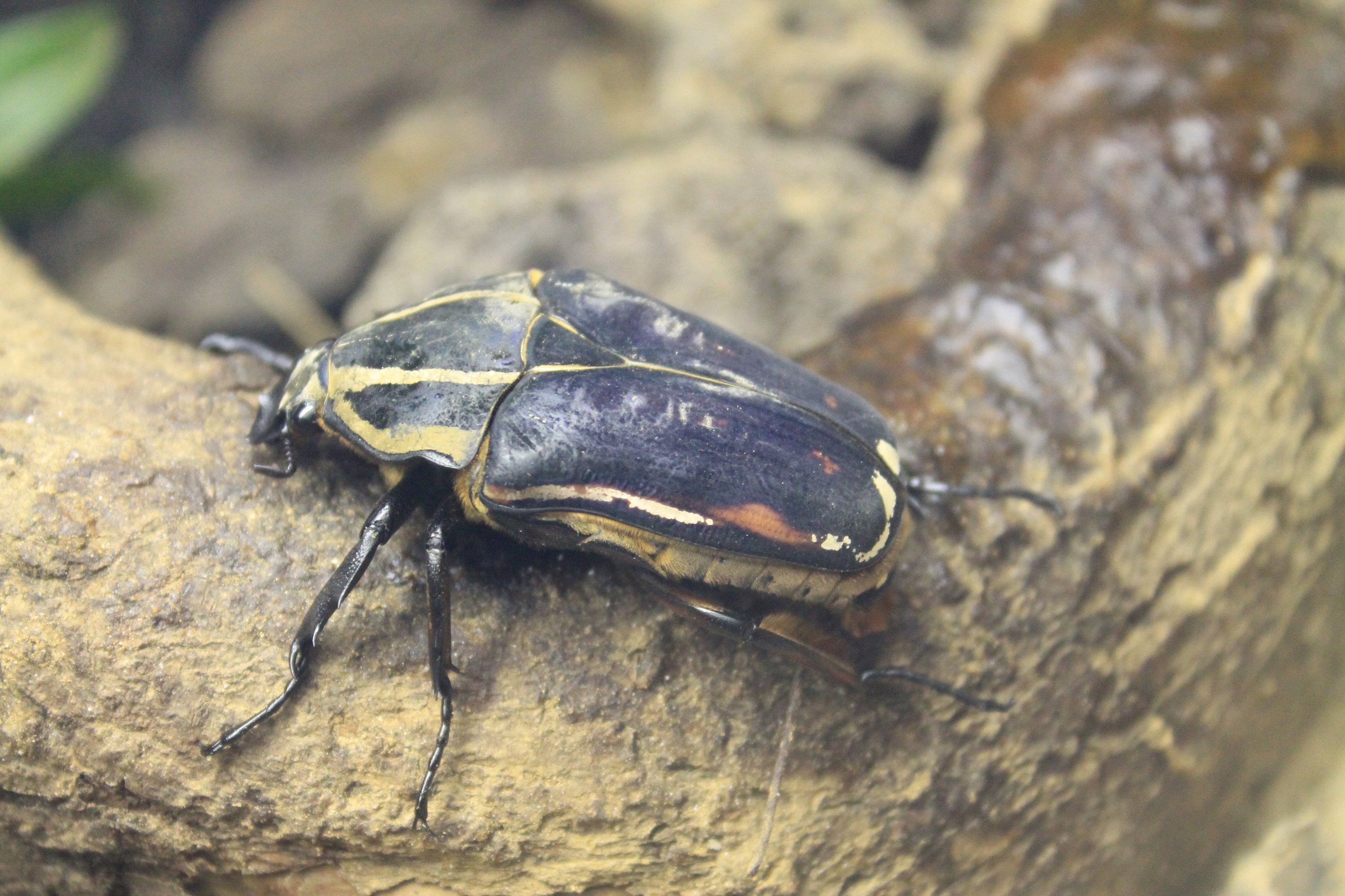 Giant Flower Beetle (Mecynorhina torquata)