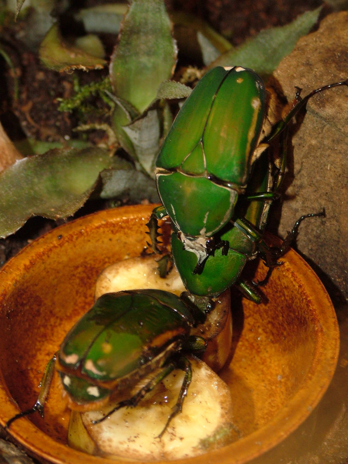 Giant Flower Beetles at Dvur Kralove, 27/08/12