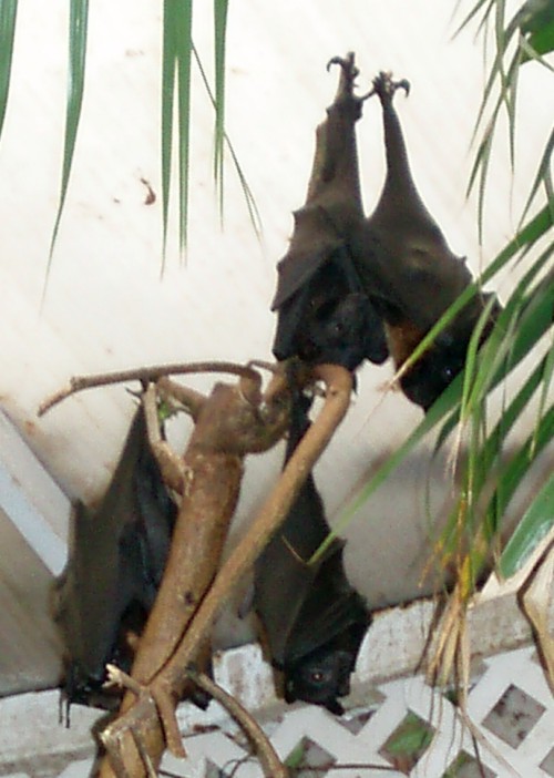 Giant Flying Fox (Pteropus giganteus)