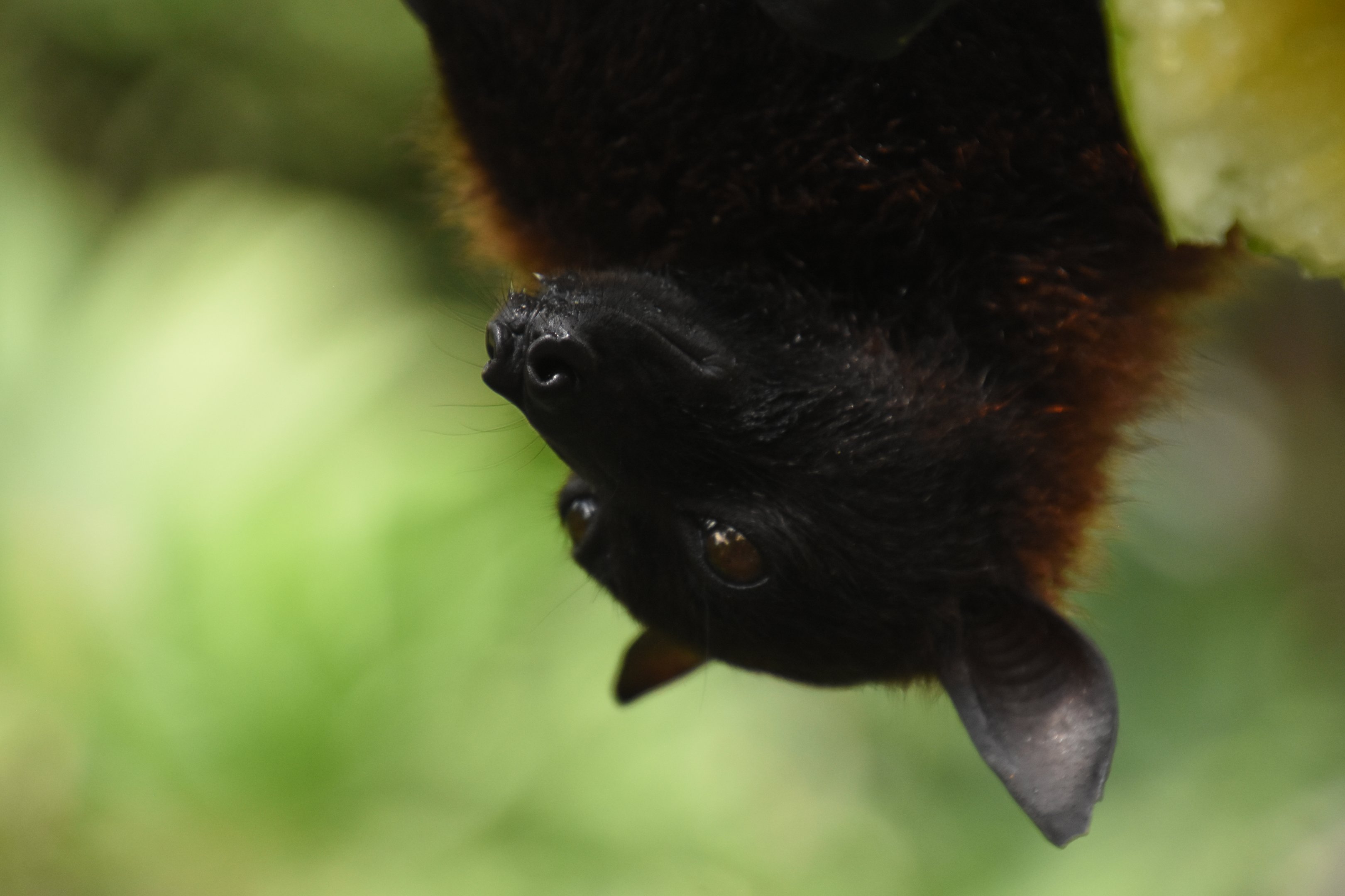 Giant flying fox