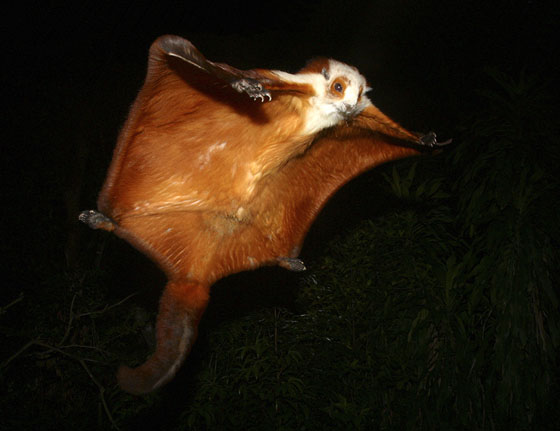 Giant Flying Squirrel, Night Safari