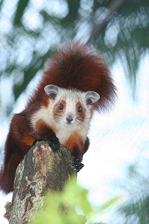 Giant Flying Squirrel, Night Safari