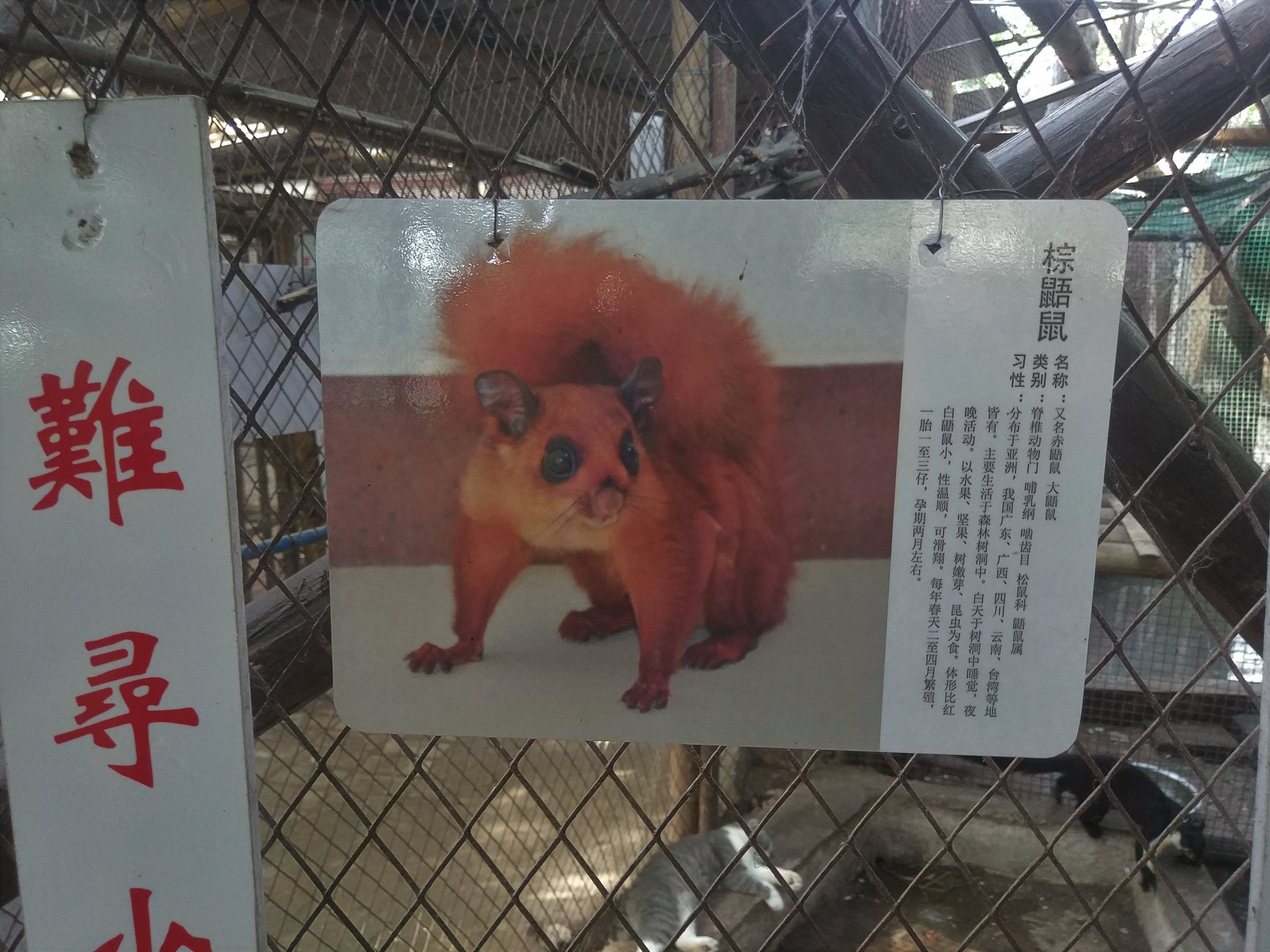 Giant Flying Squirrel Signage