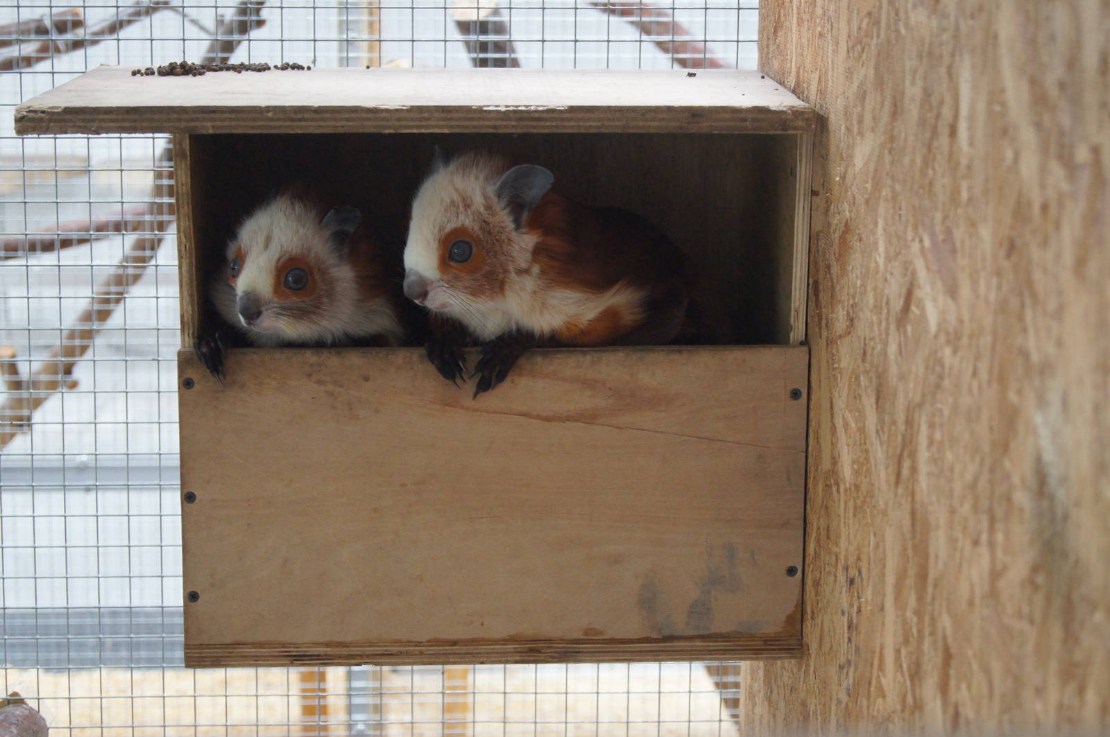 Giant flying squirrel