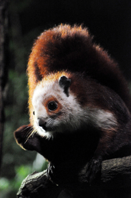 giant flying squirrel