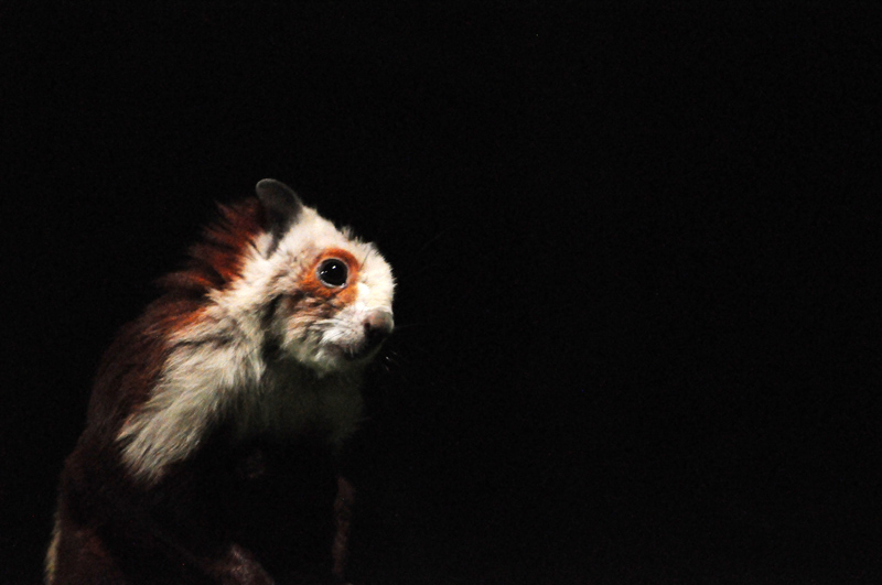 giant flying squirrel