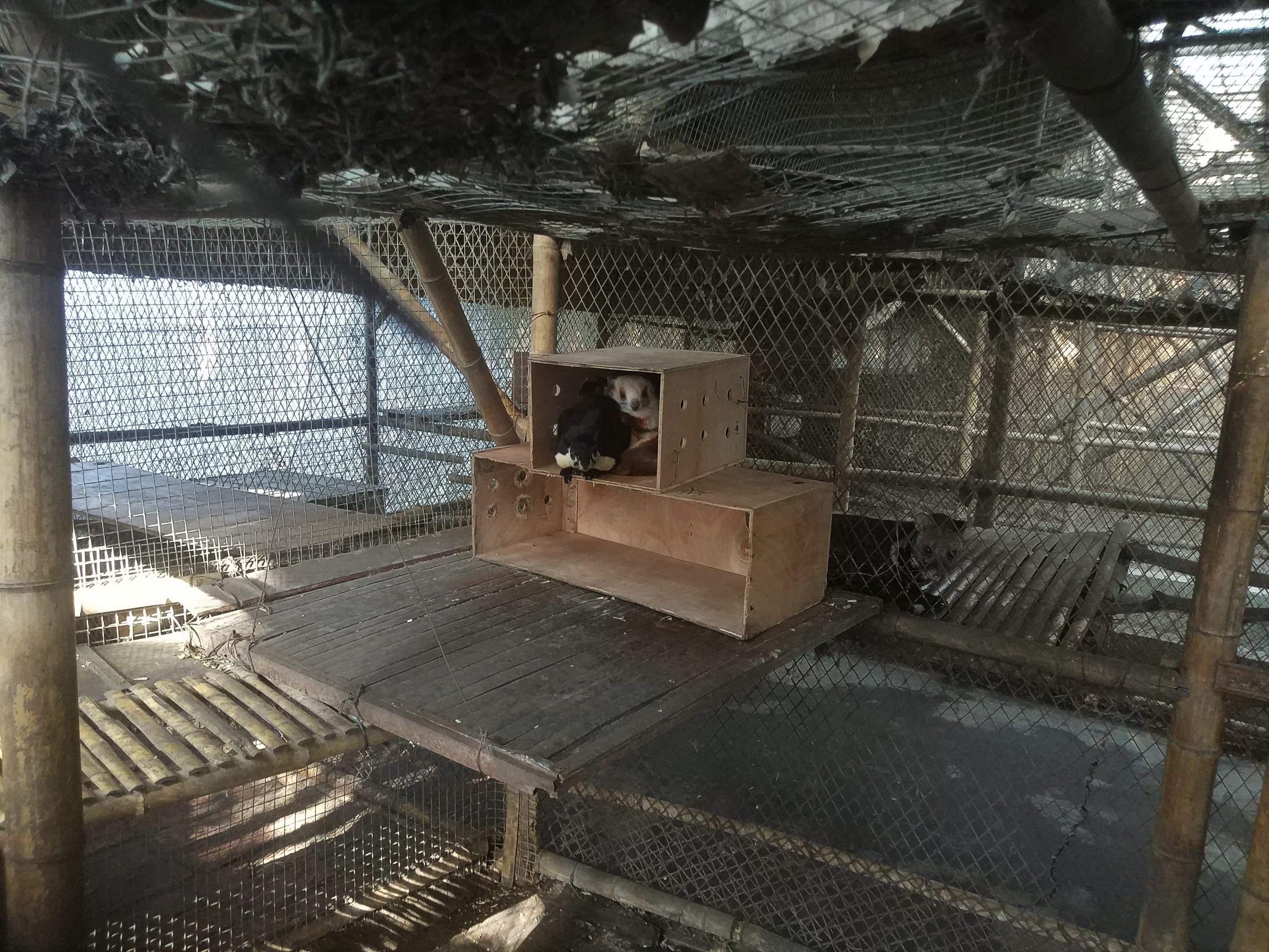 Giant (Flying) Squirrels