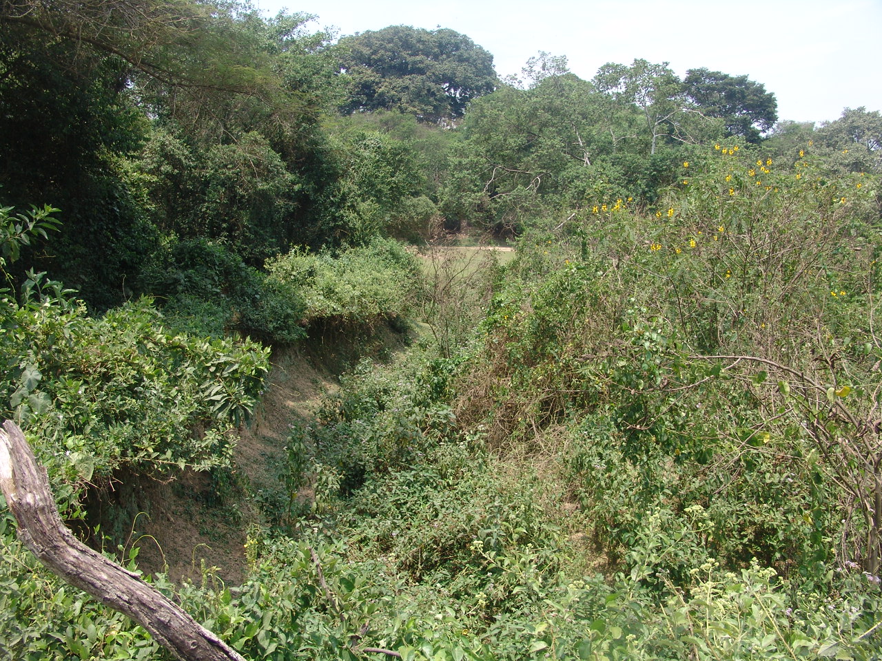 Giant Forest Hog & antelopes 'enclosure'
