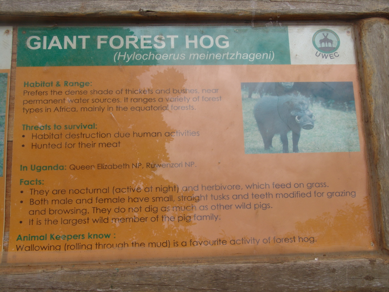 Giant Forest Hog (Hylochoerus meinertzhageni)