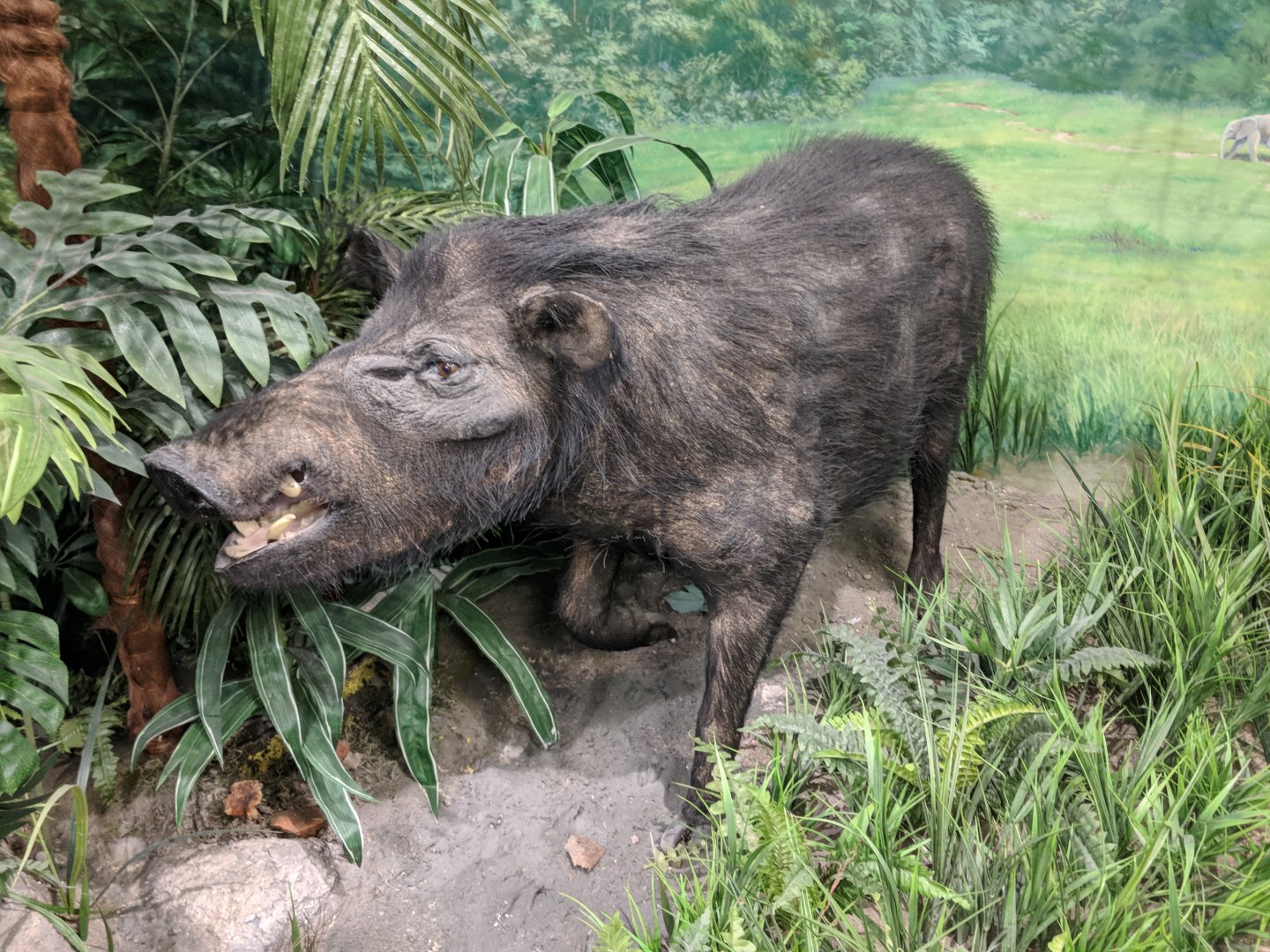 Giant Forest hog (Hylochoerus meinertzhageni)