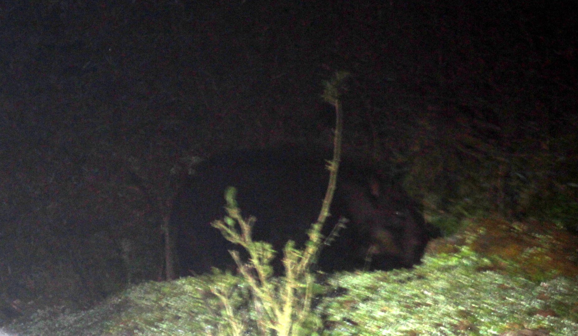 giant forest hog (Hylochoerus meinertzhageni)