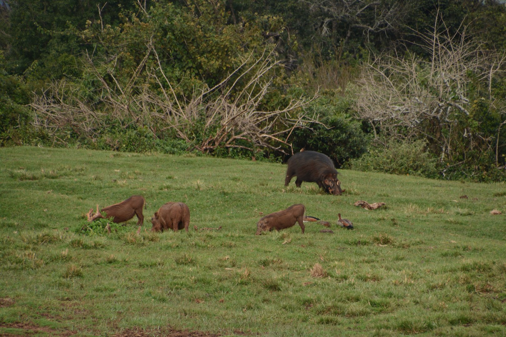 Giant forest hog & warthog size comparison