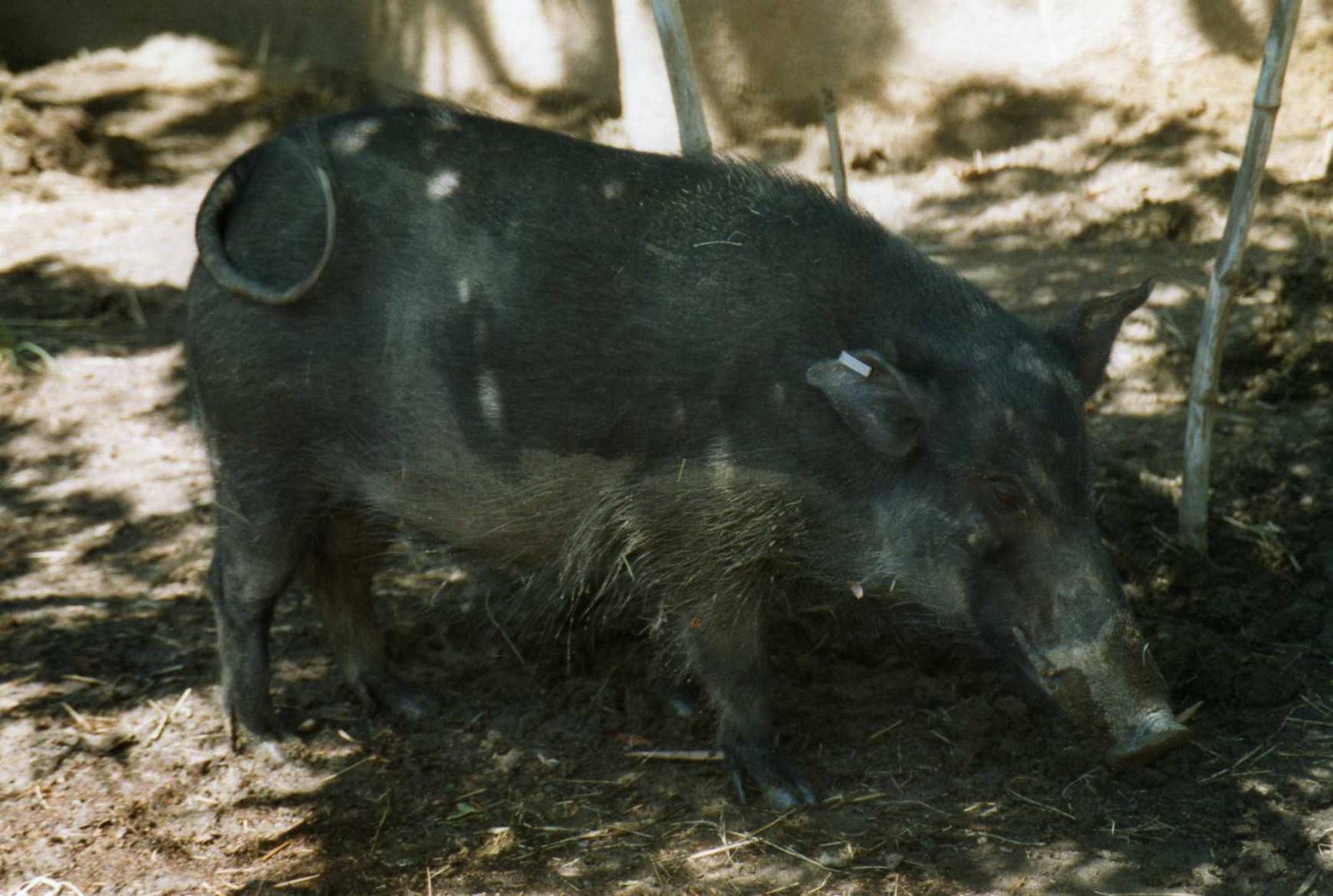 Giant Forest Hog