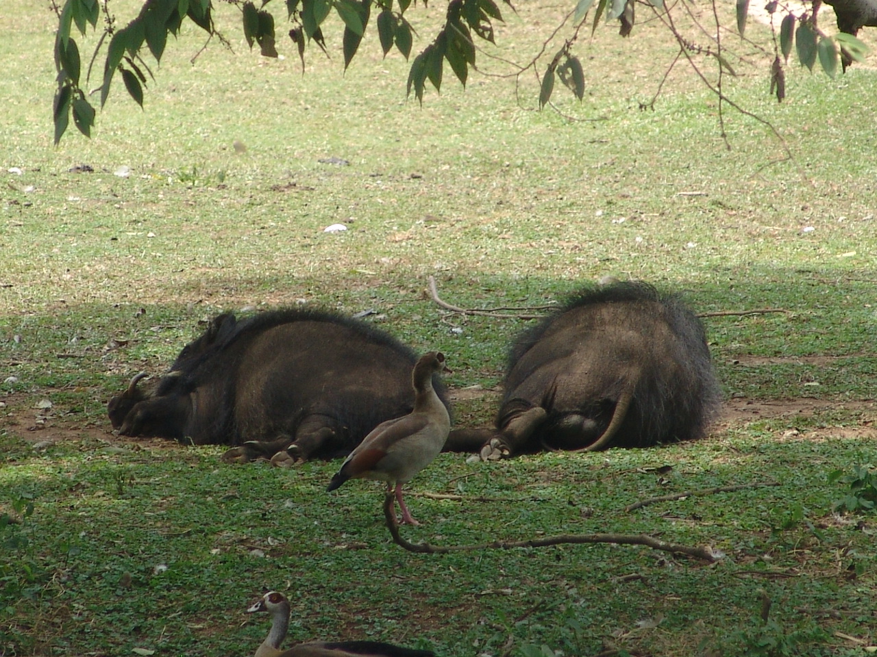 Giant Forest Hogs (Hylochoerus meinertzhageni)
