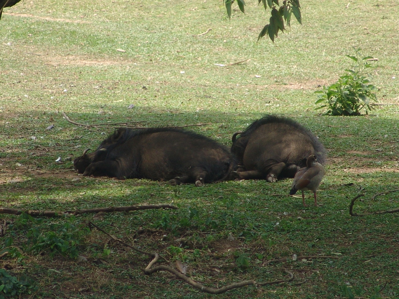 Giant Forest Hogs (Hylochoerus meinertzhageni)