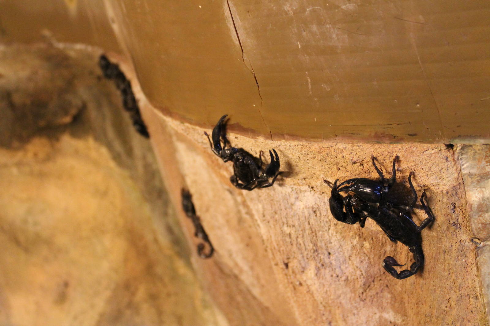 giant forest scorpions (Heterometrus spinifer)