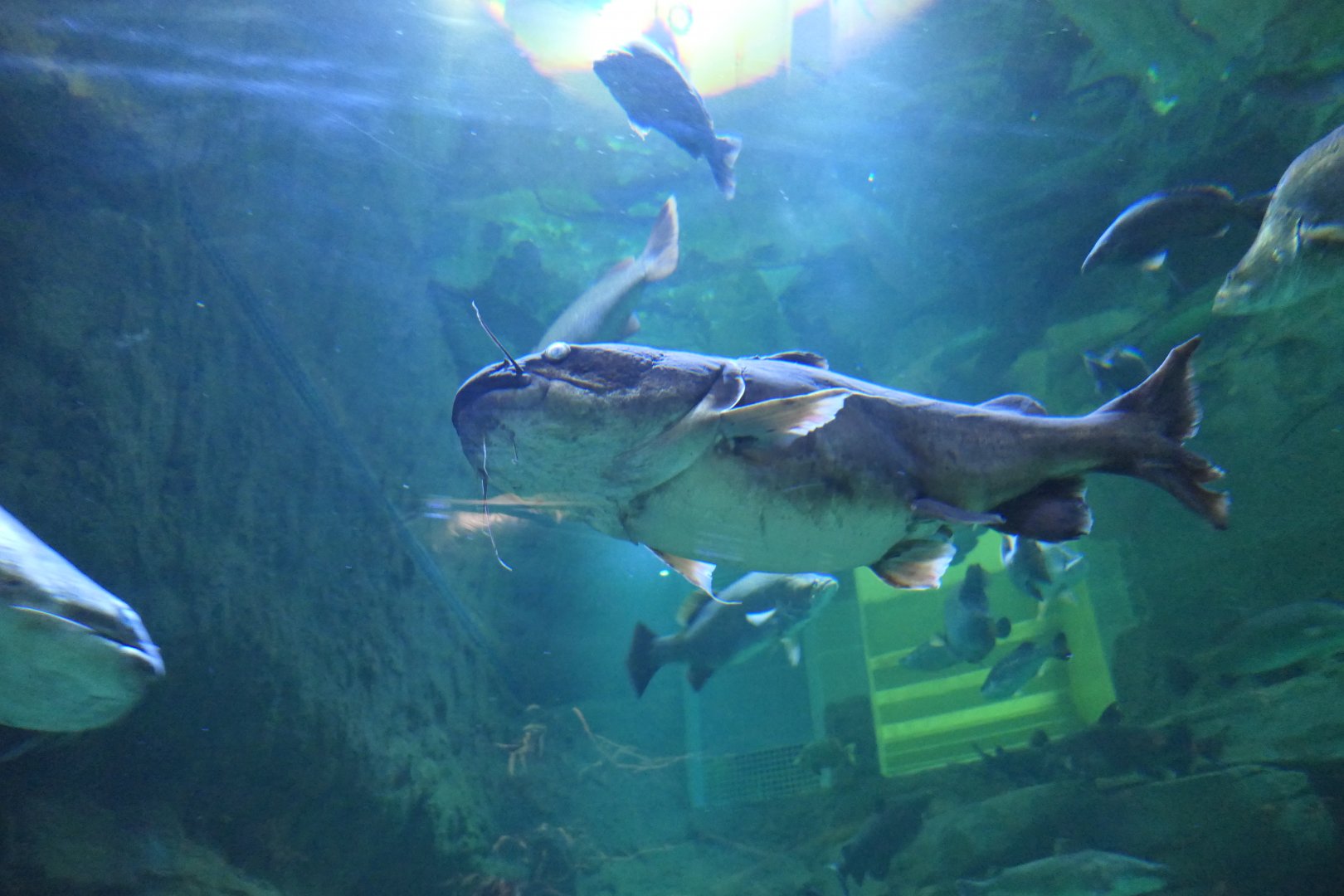 Giant Forktail Catfish (Neoarius graeffei)