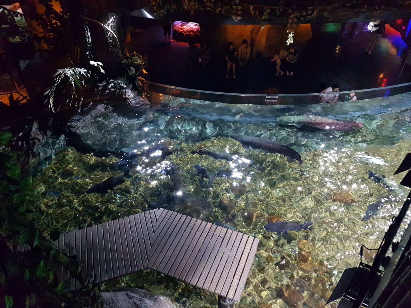 Giant freshwater fish exhibit