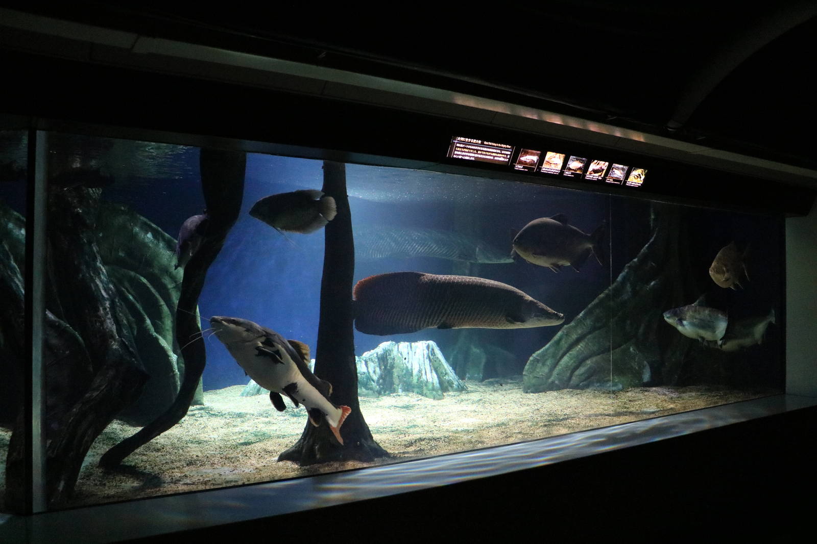 Giant freshwater fish - Sunshine Aquarium Tokyo, February 2016