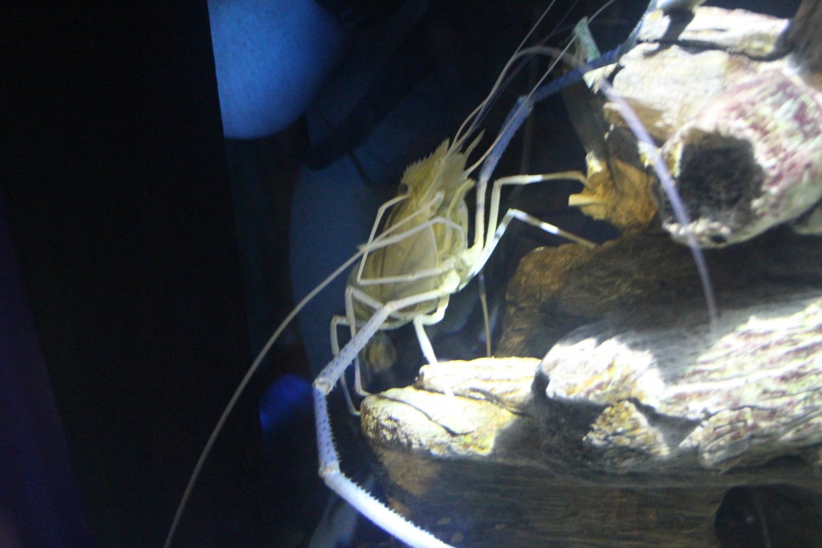 Giant Freshwater Prawn