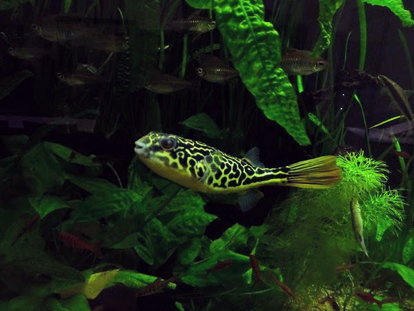 Giant freshwater puffer fish (Tetraodon mbu)