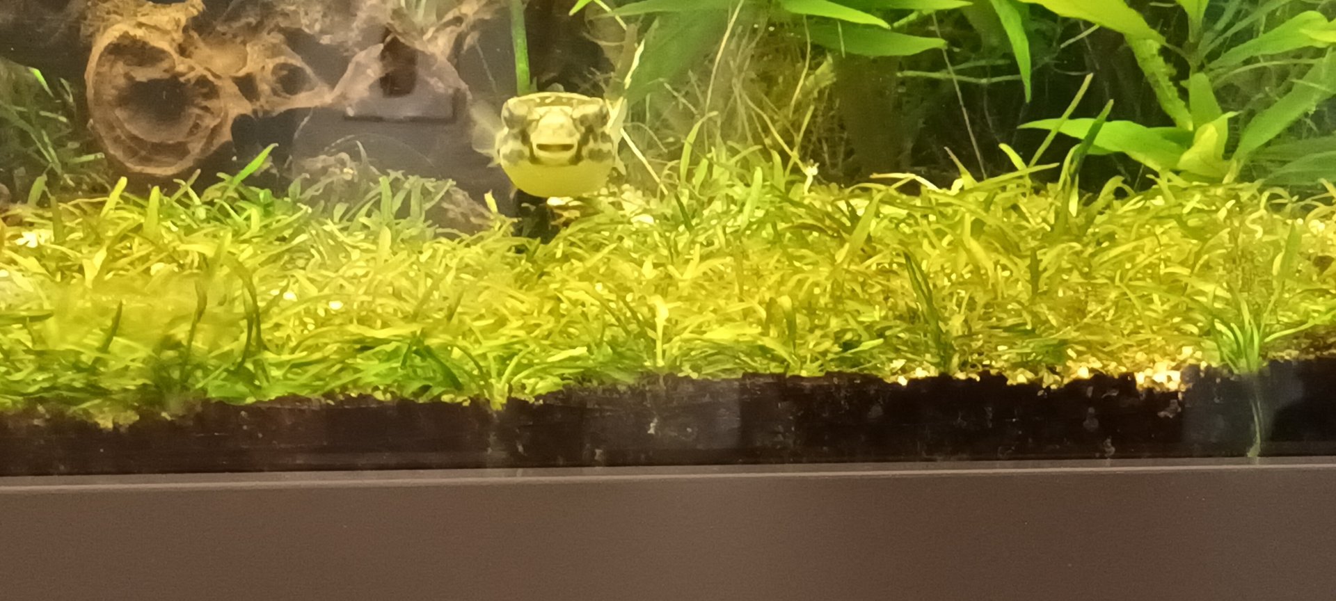 Giant freshwater puffer Fish