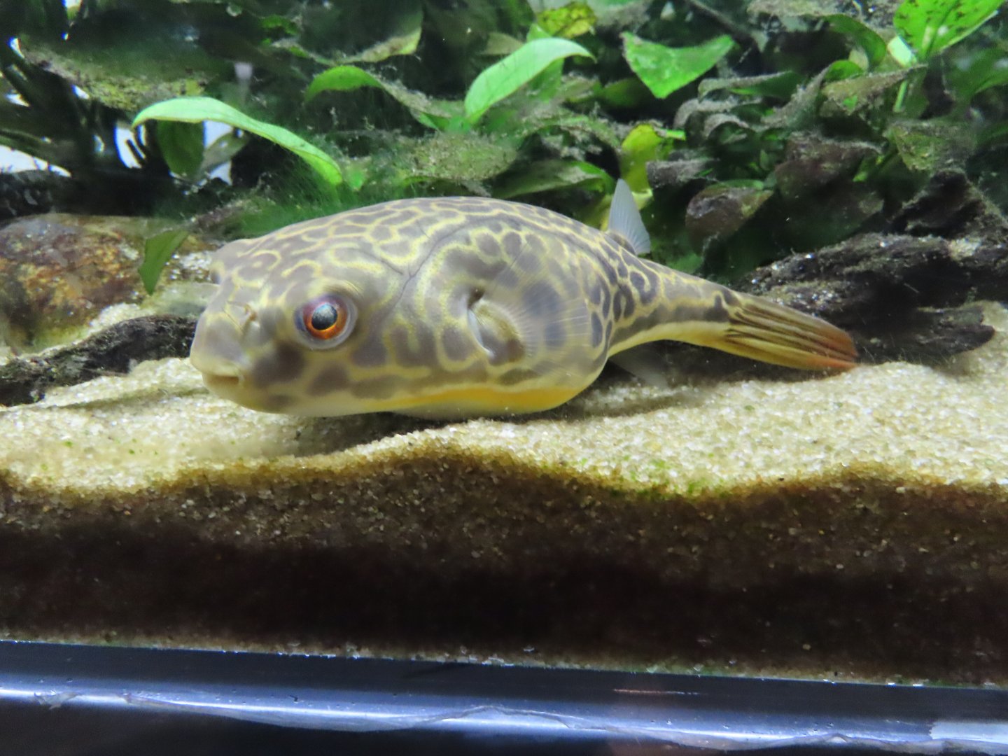 Giant freshwater puffer(Tetraodon mbu)