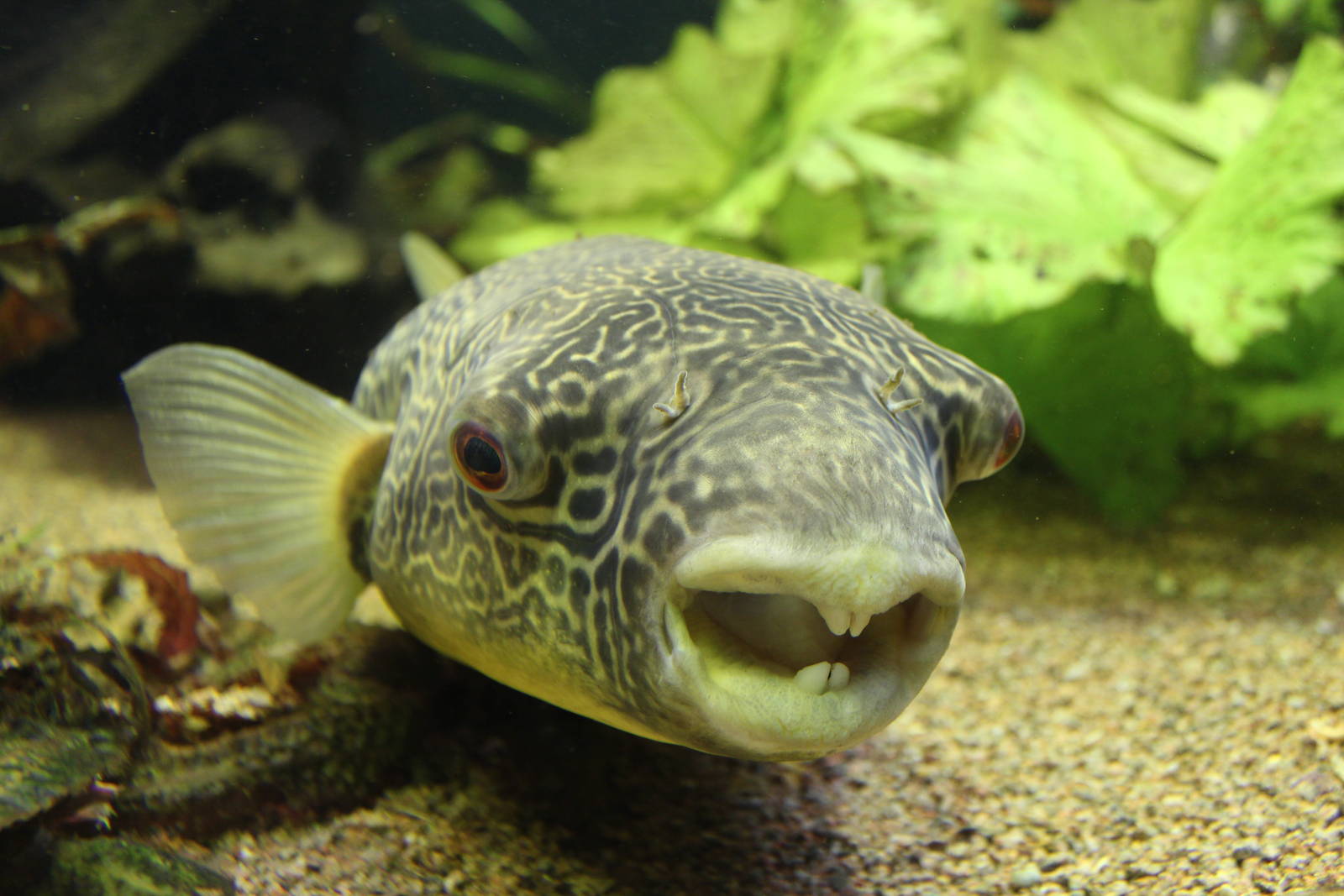 Giant Freshwater Puffer
