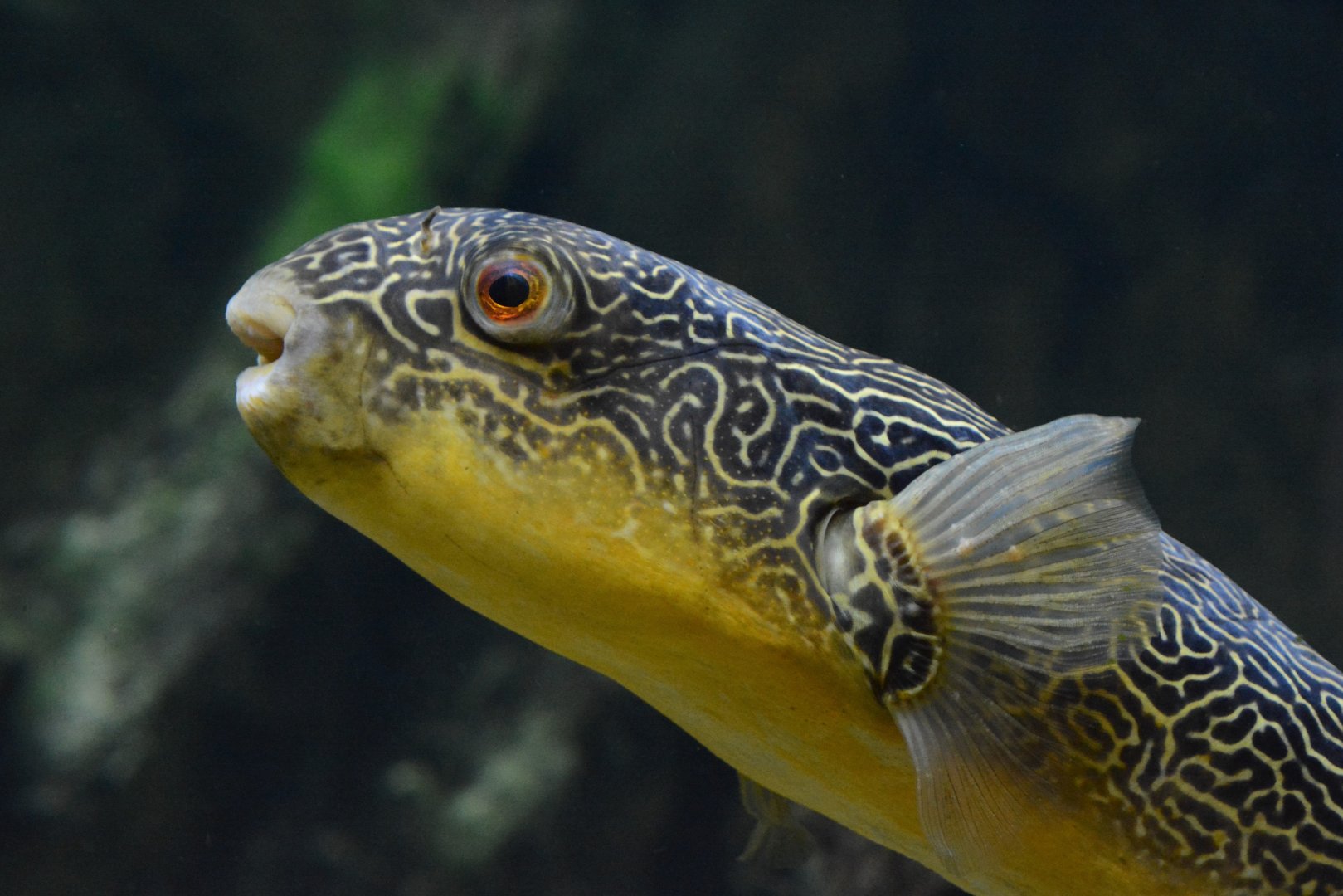 Giant freshwater pufferfish (Tetraodon mbu)