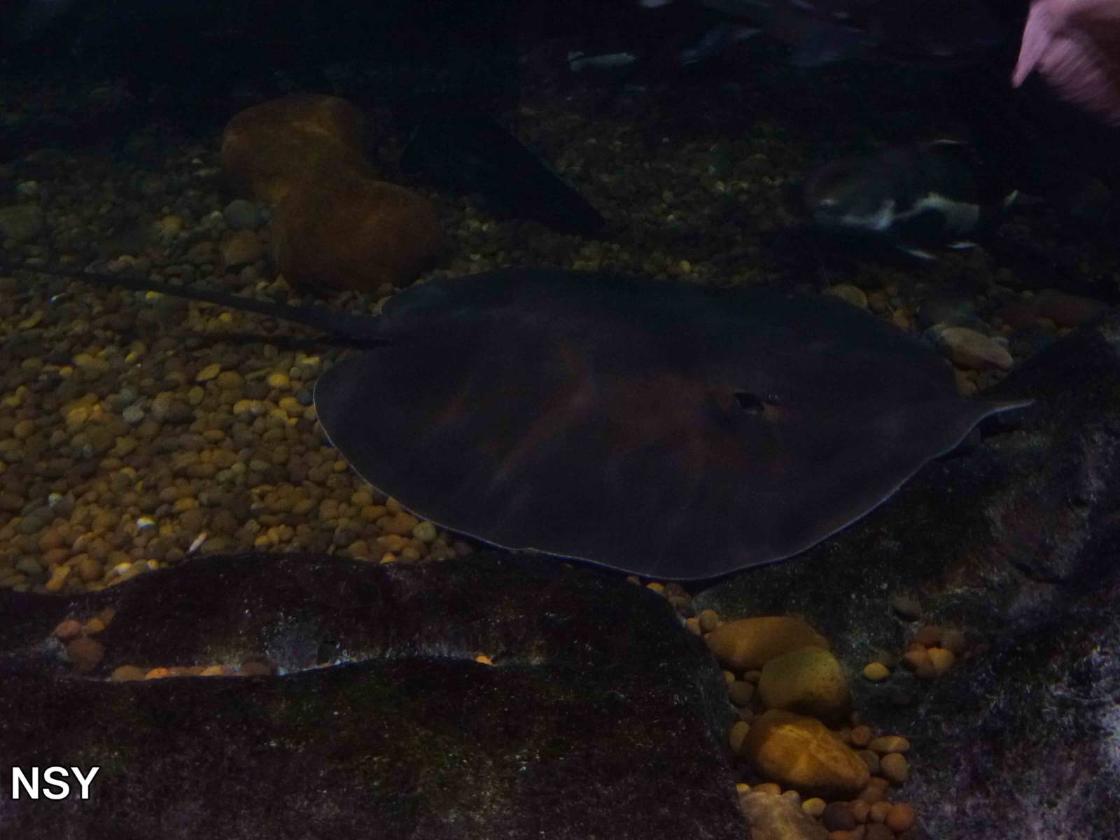 Giant freshwater stingray, June 2013.
