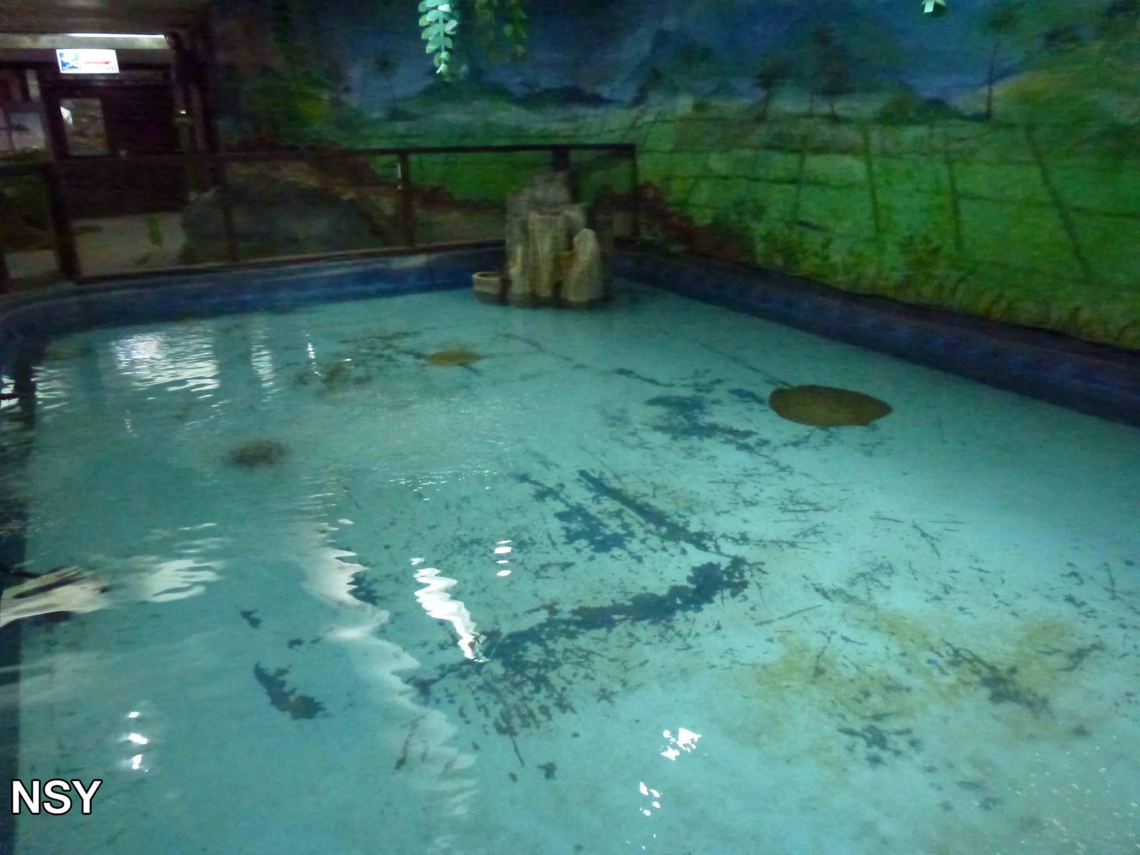 Giant freshwater stingray tank, June 2013.