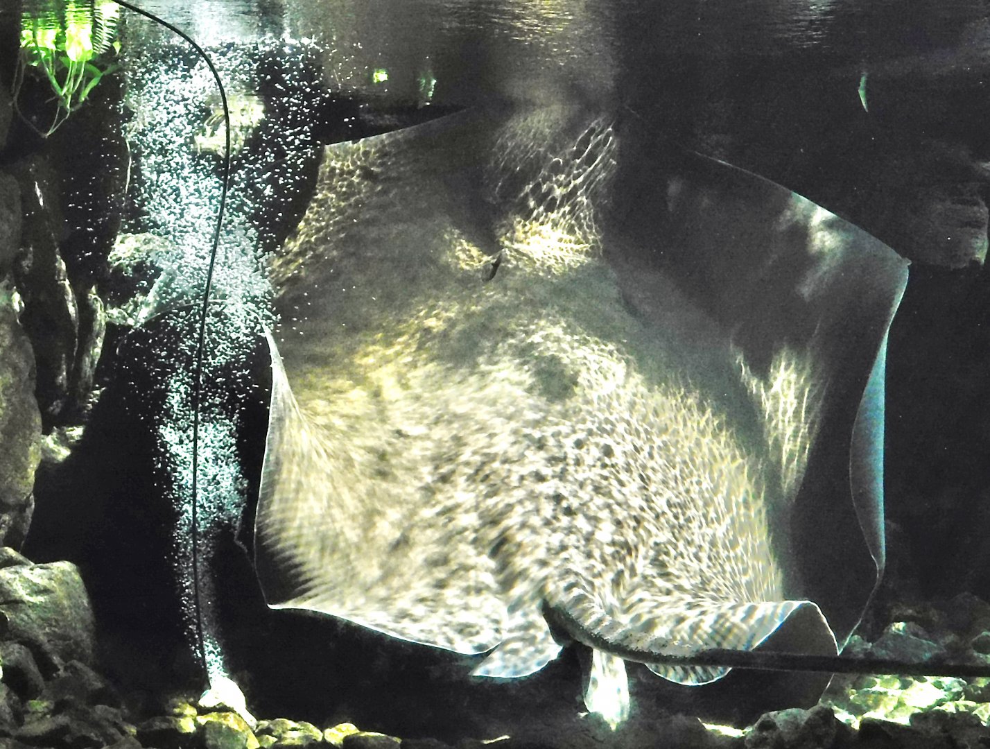 Giant Freshwater Stingray (Urogymnus polylepis) - Itabashi Botanical Garden September 27, 2025