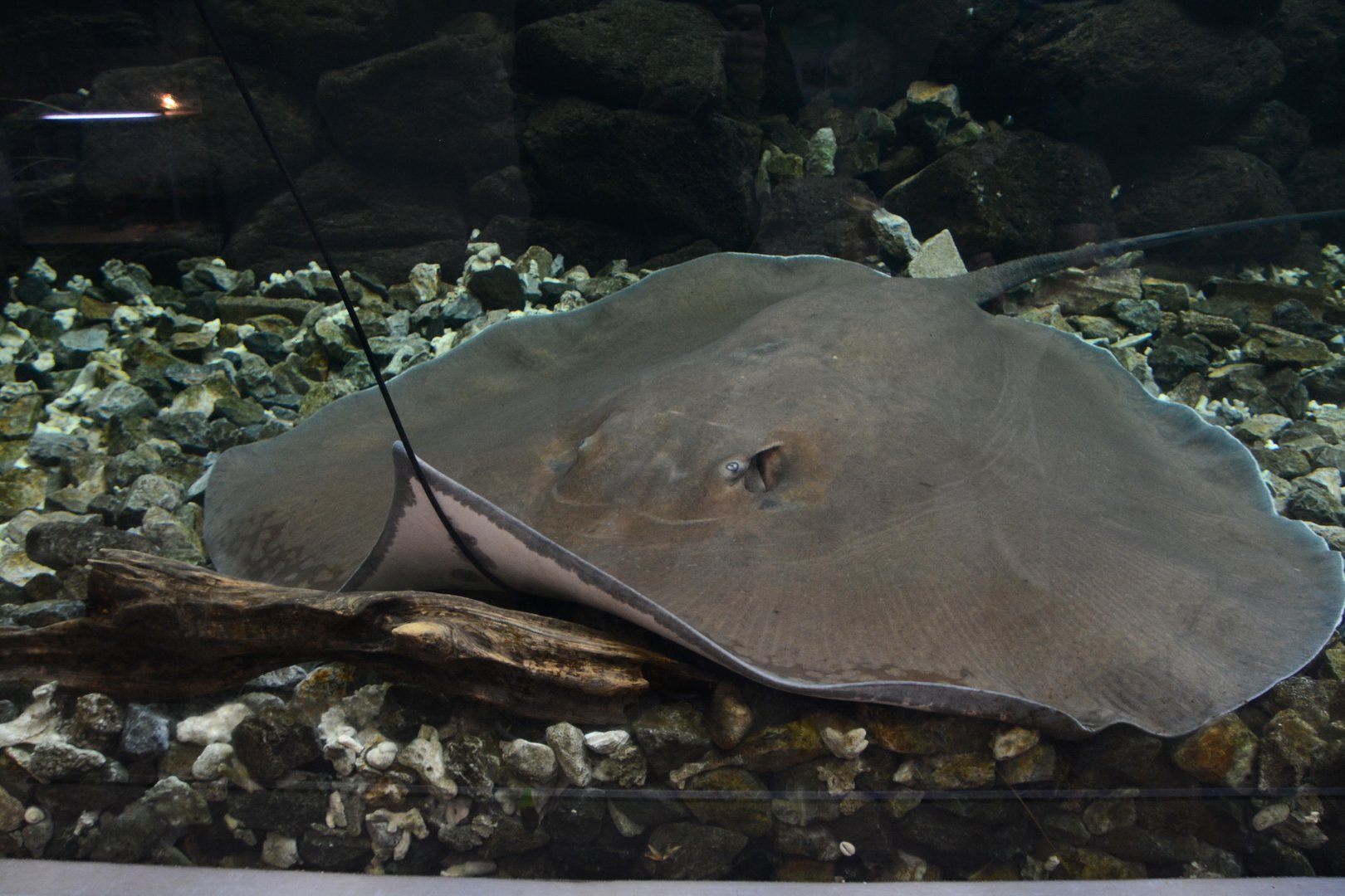 Giant freshwater stingray (Urogymnus polylepis)