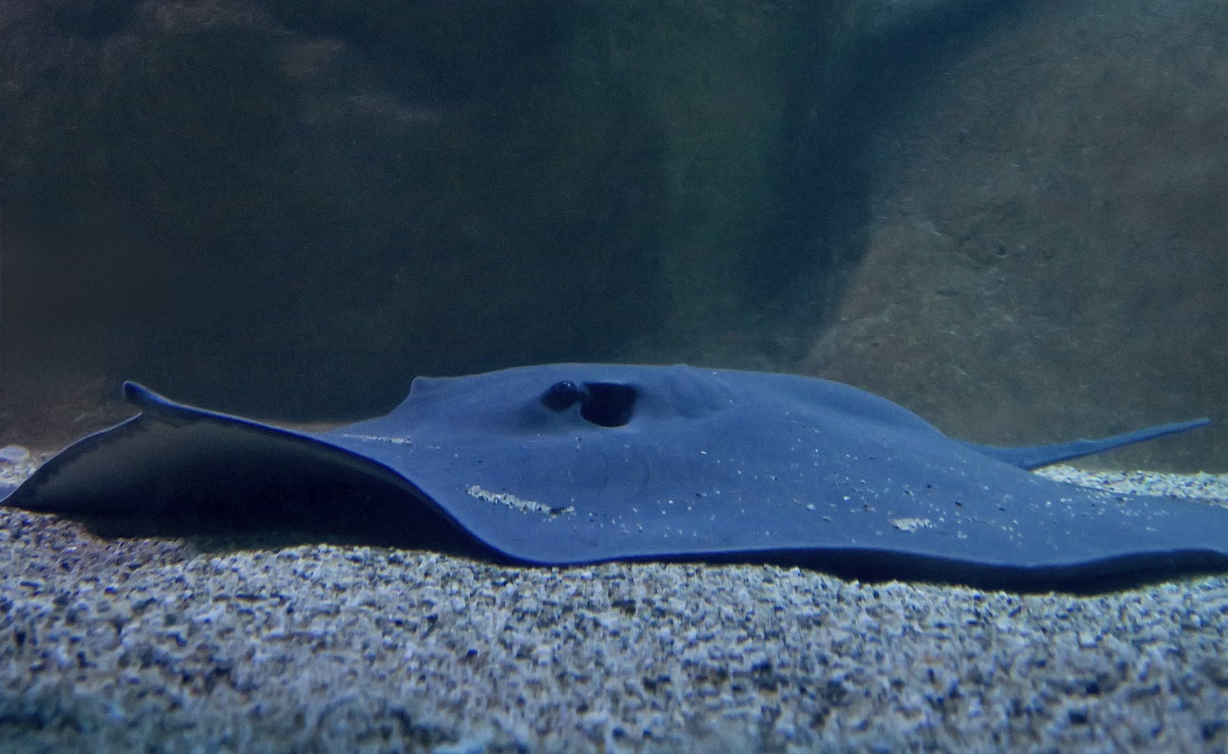 Giant Freshwater Stingray (Urogymnus polylepis)