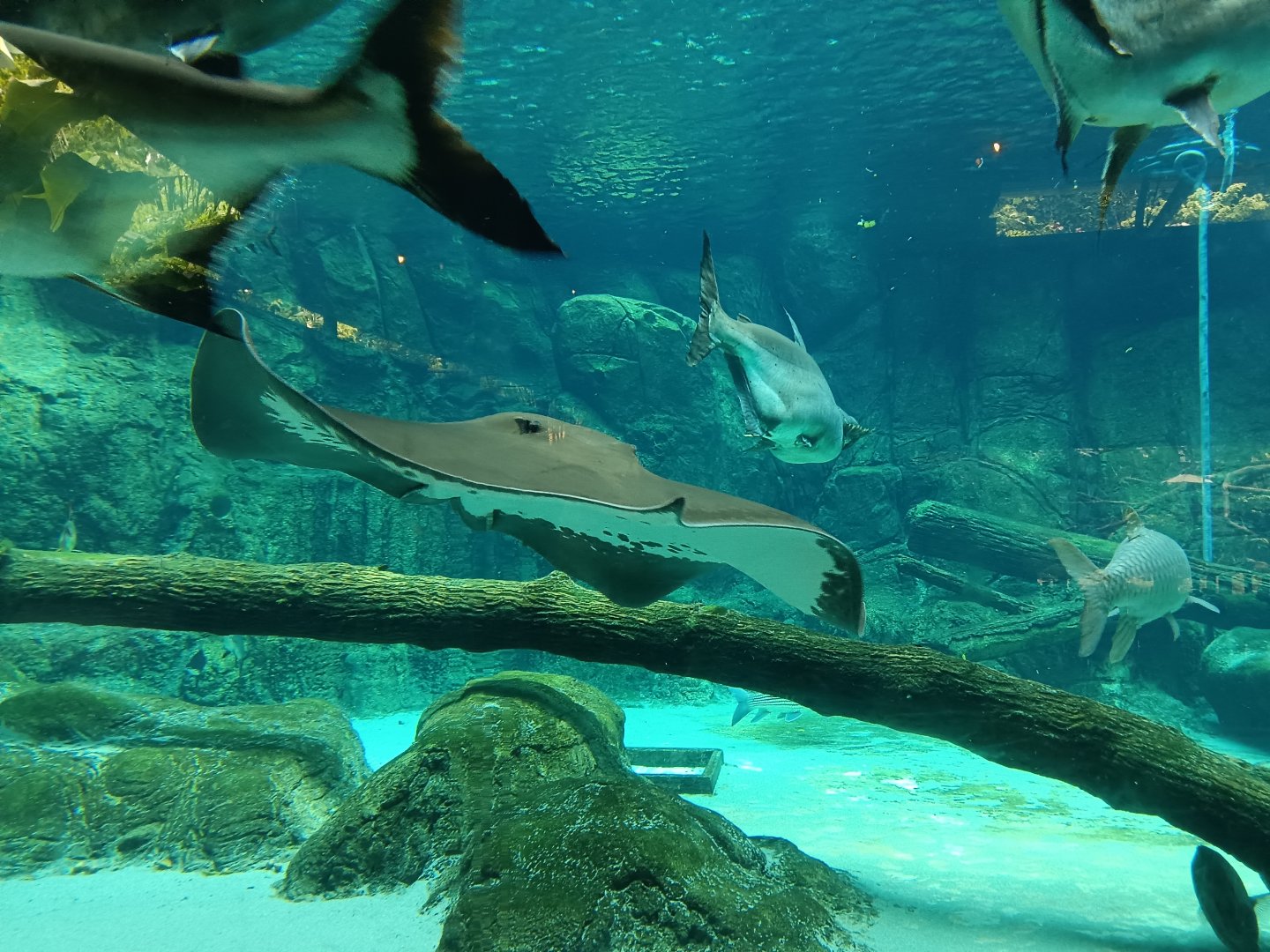 Giant Freshwater Stingray