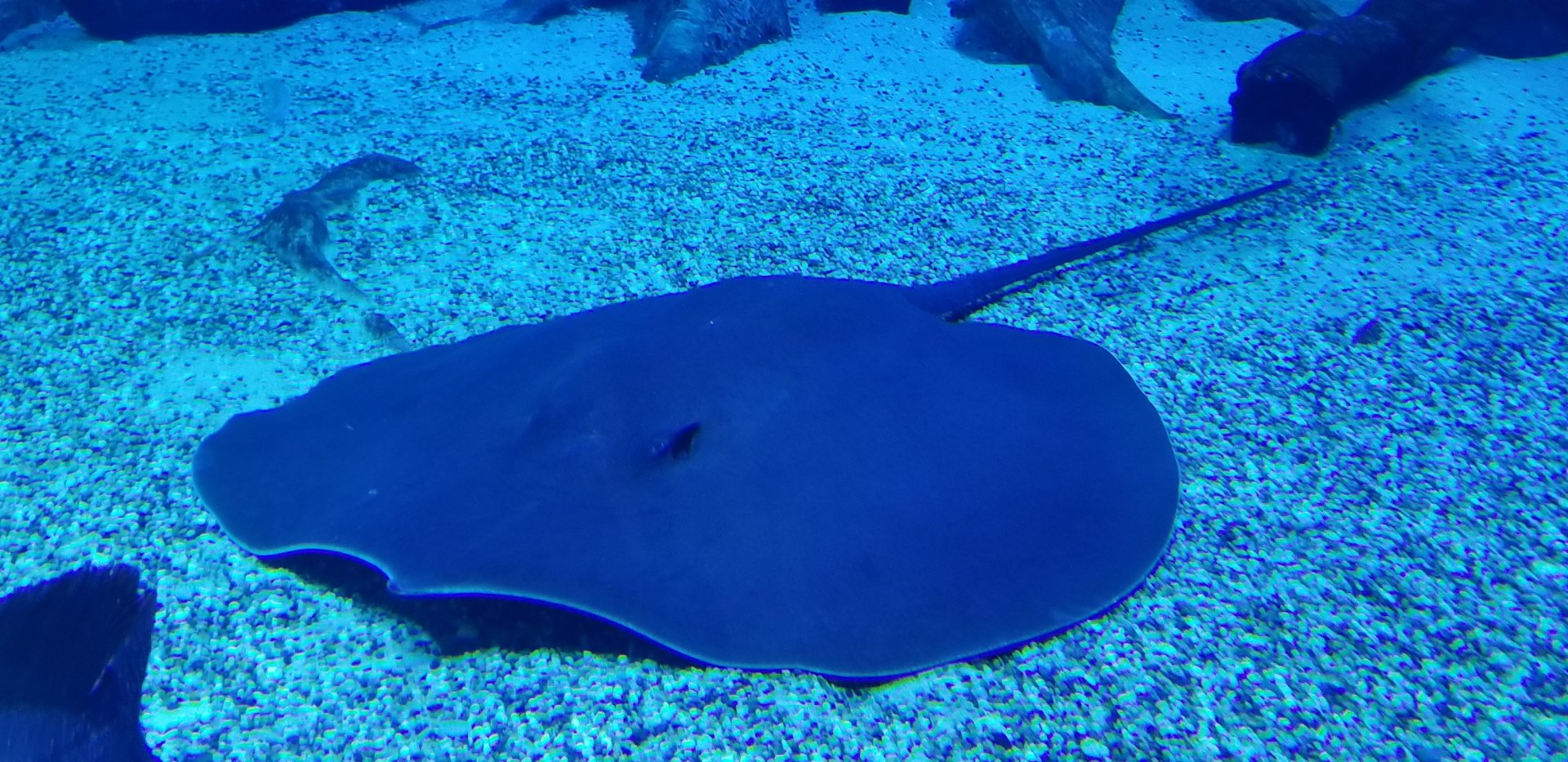 Giant Freshwater Stingray