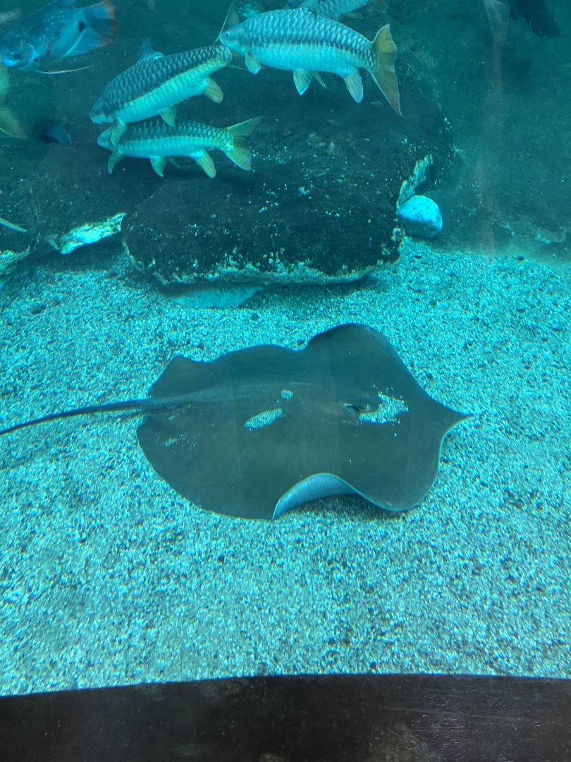 Giant freshwater stingray