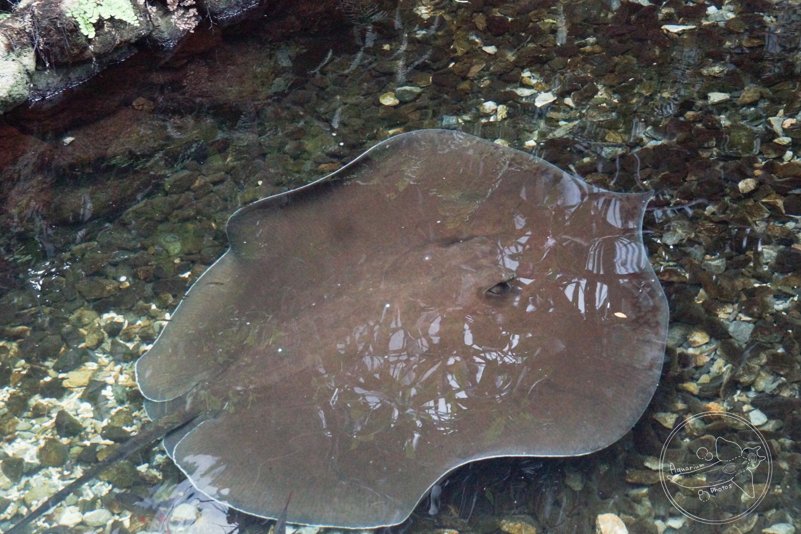 Giant Freshwater Whipray (Urogymnus polylepis)