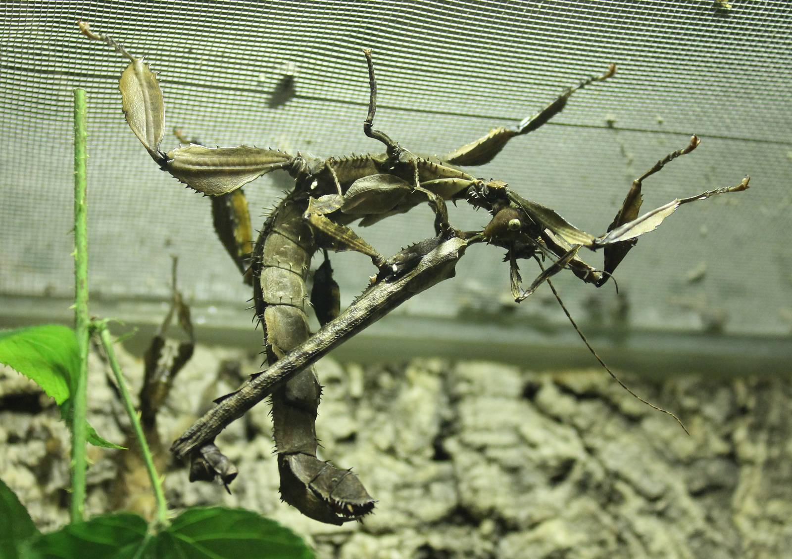 Giant frinckly stick insects
