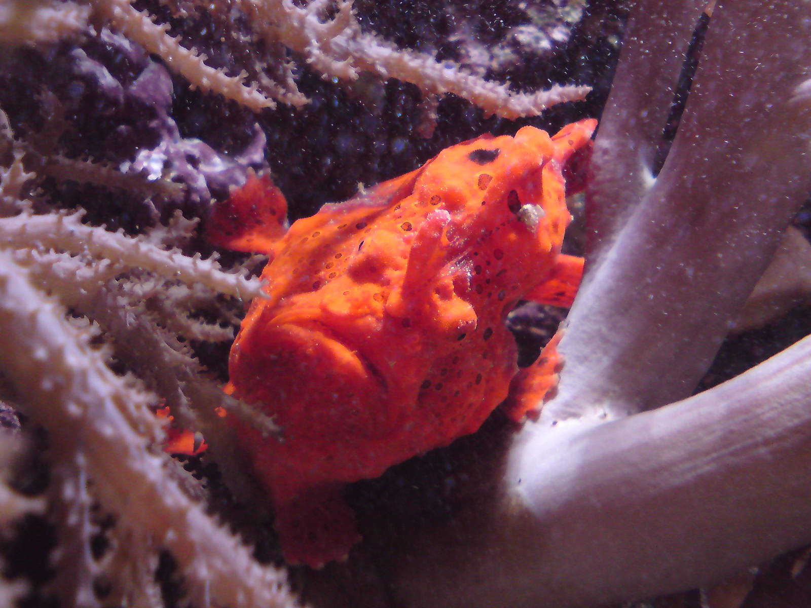 Giant frogfish