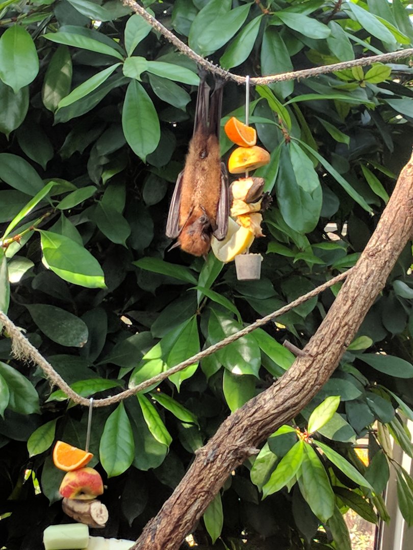 Giant Fruit Bat Wilhelma 2019