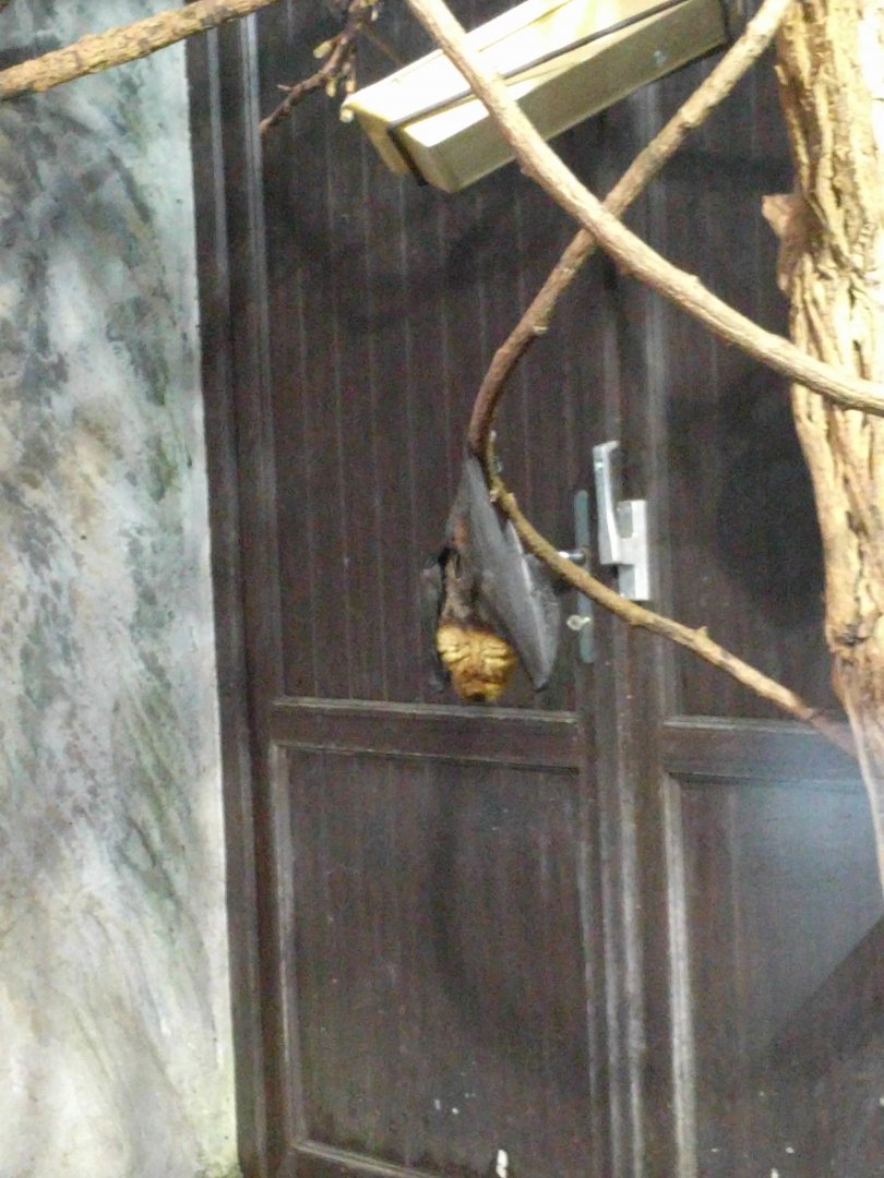 Giant Fruit Bat Zoo Praha 2018