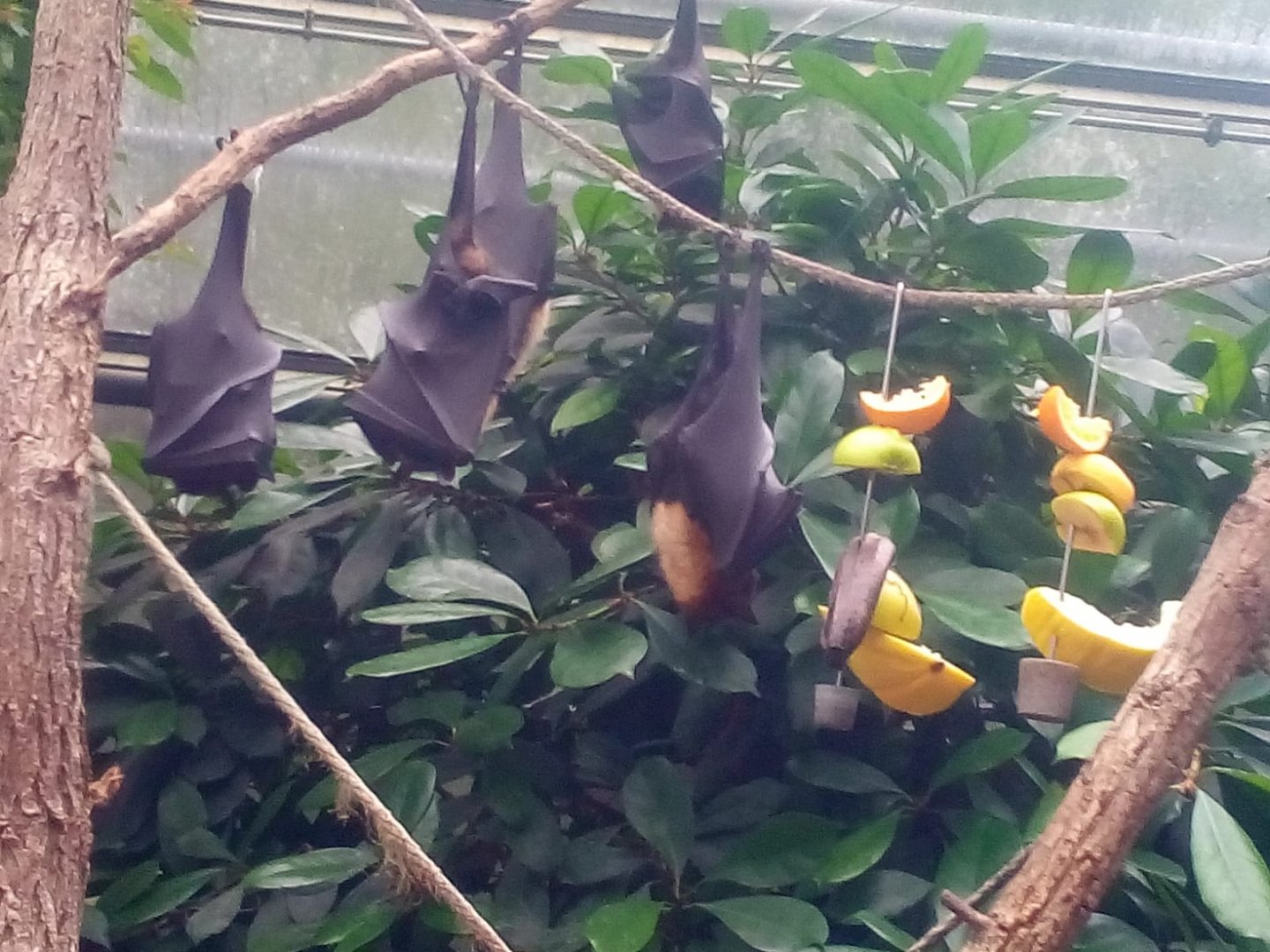Giant Fruitbats