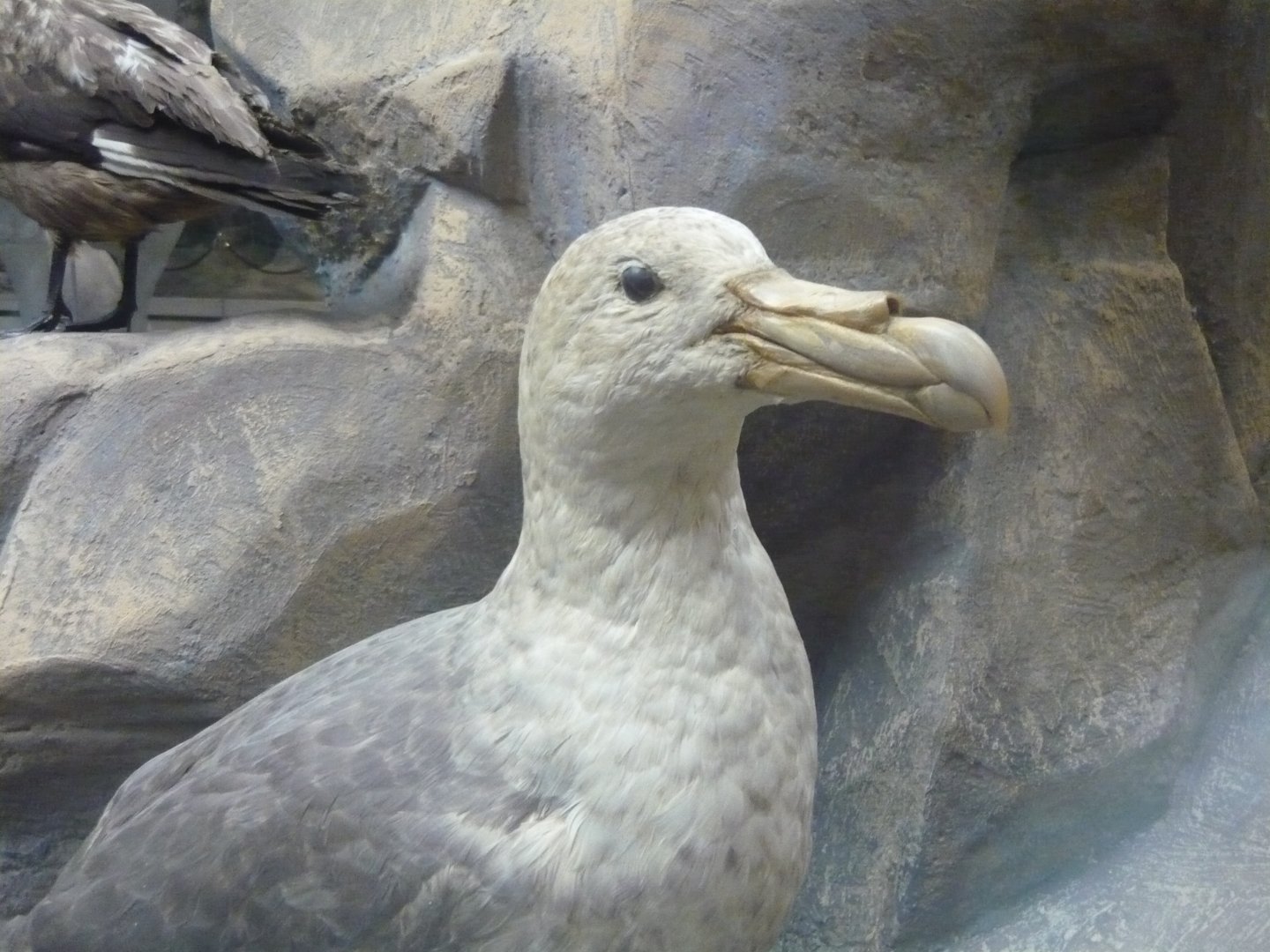 Giant fulmar