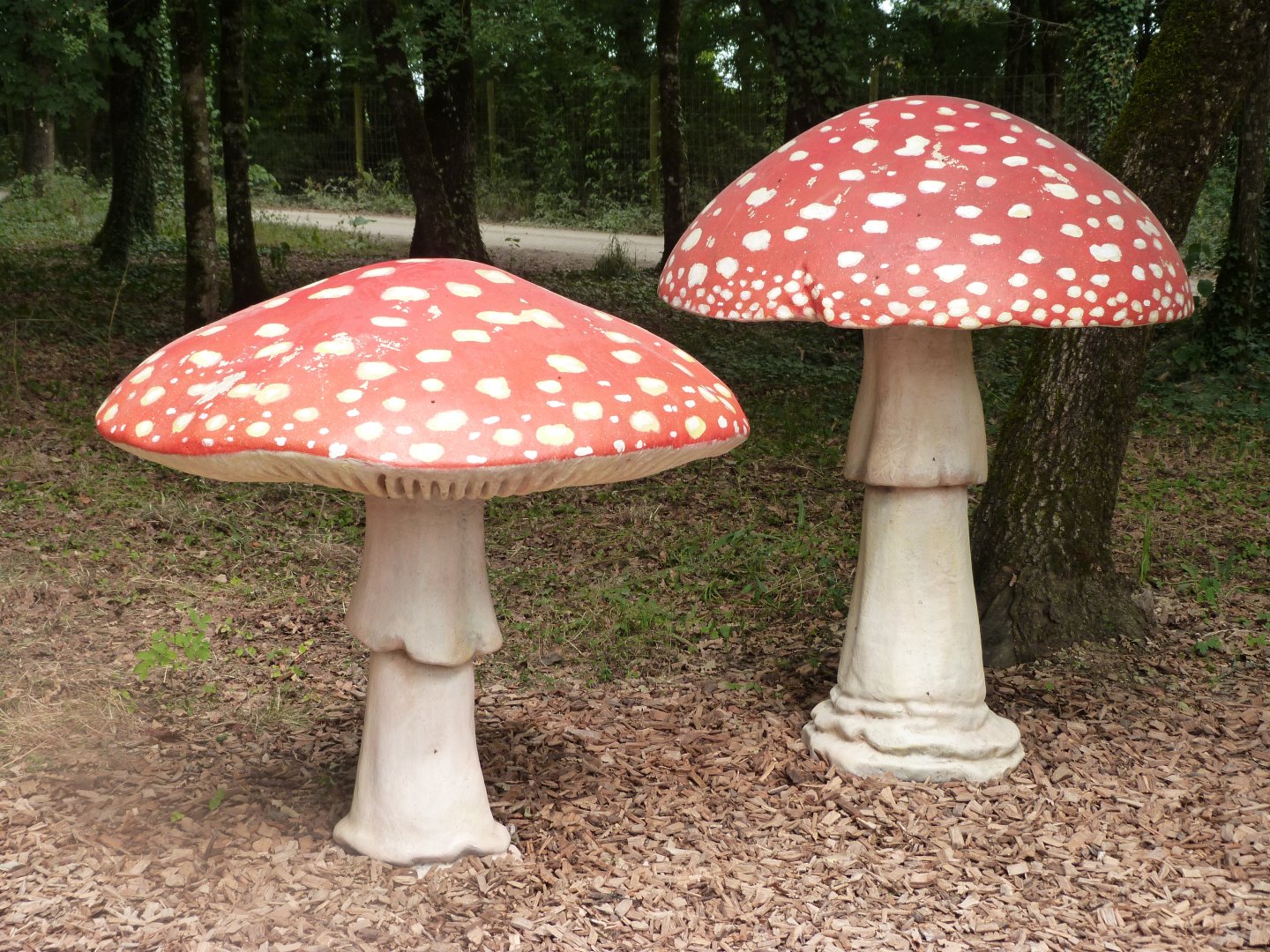 Giant fungi -Zoodyssée (2025)