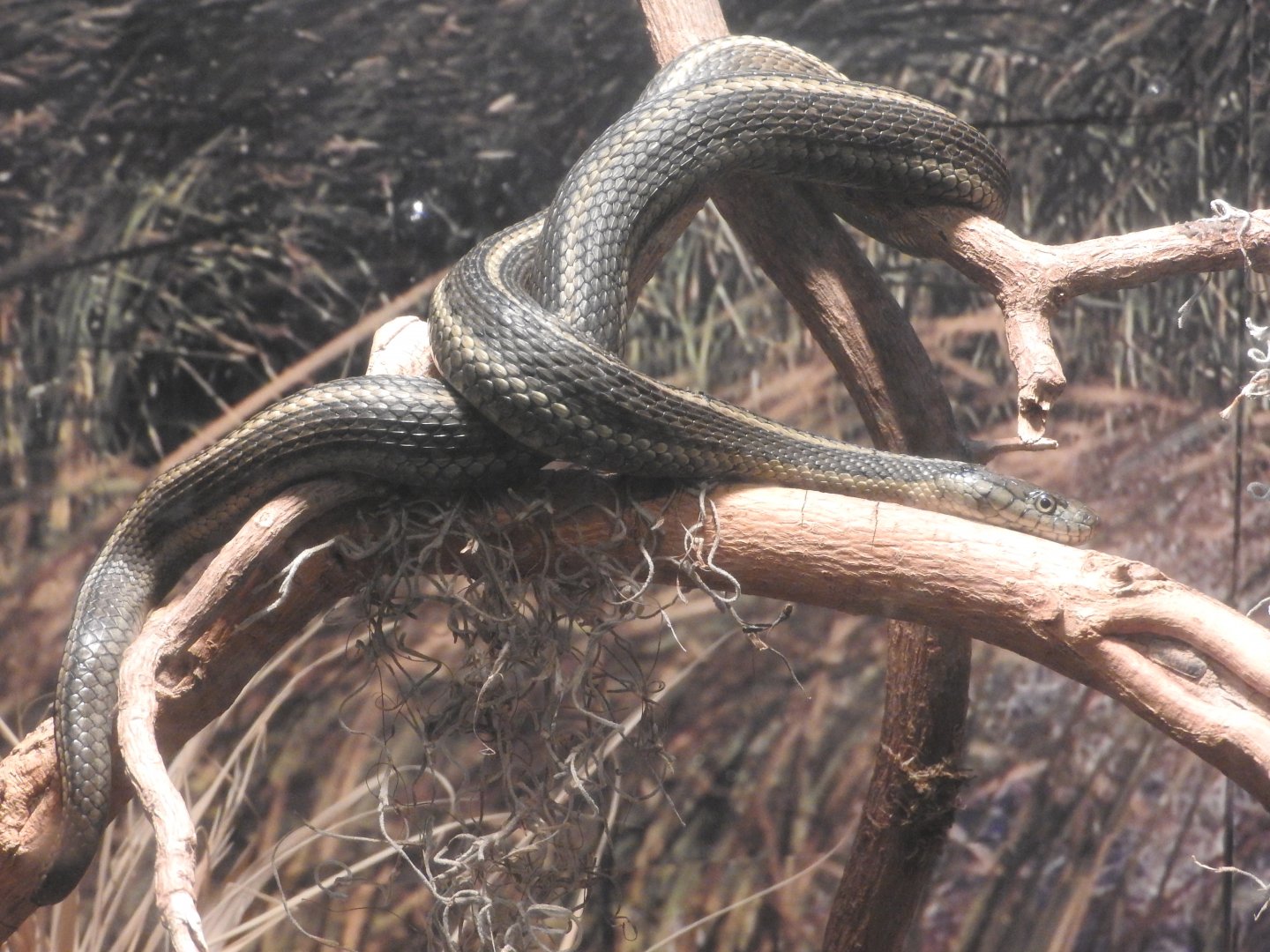 Giant Garter Snake (2015)